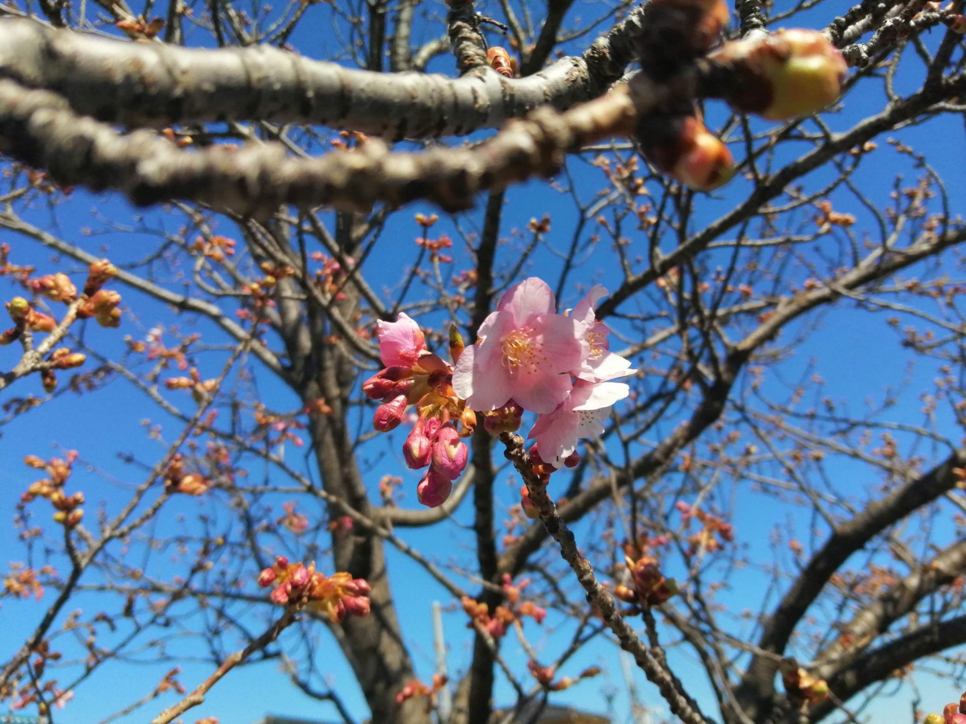 春の新生活応援中 桜が咲き始めましたよ♪ 気持ちも新たに運転の練習(ペーパードライバー講習)をしてみませんか!? 17 桜が咲いてました🌸 scaled
