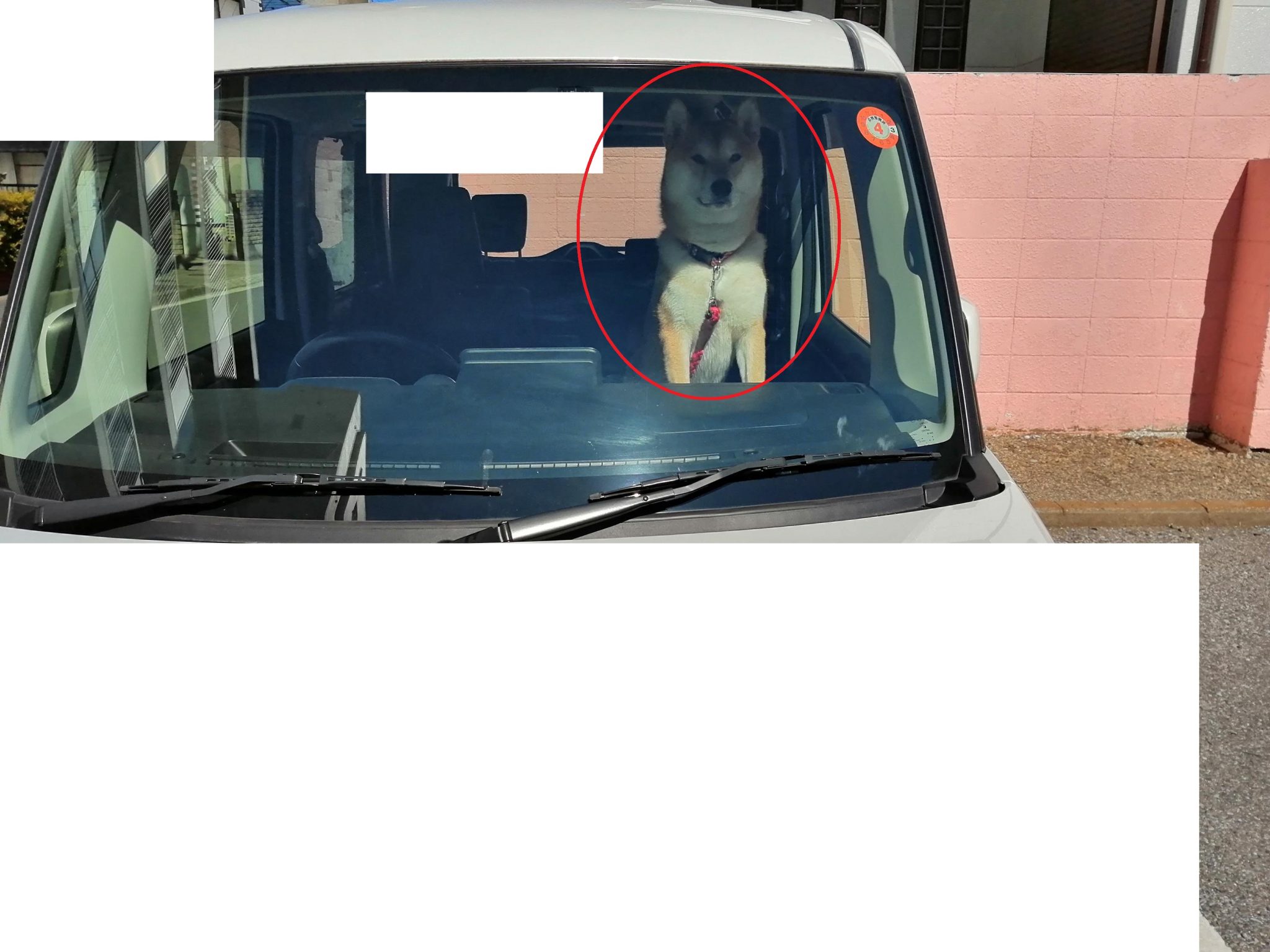 車内に放置された番犬