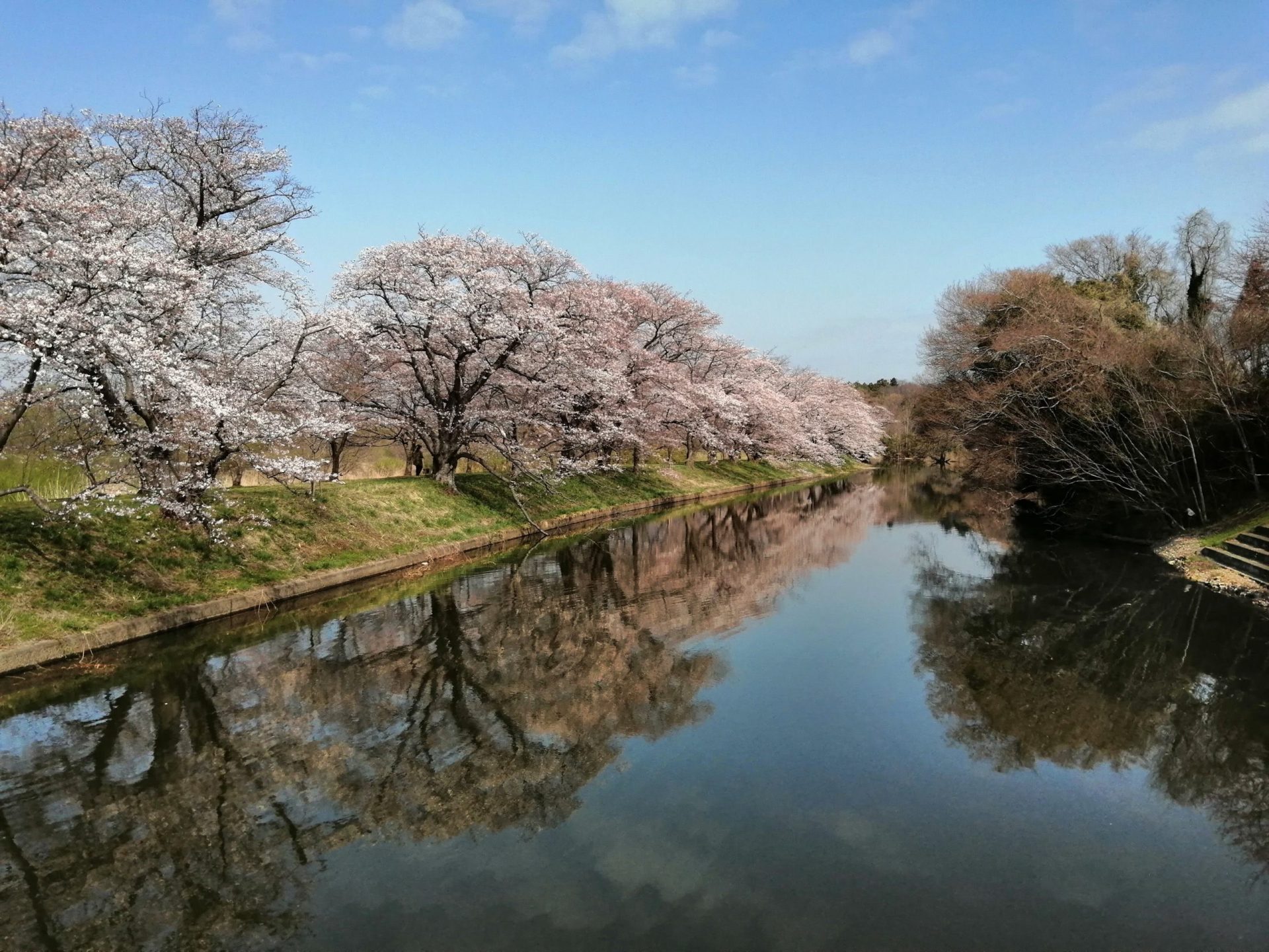 つくばの桜 scaled