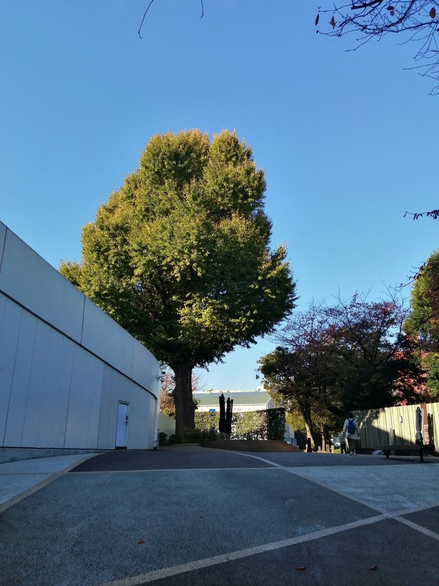 品川・高輪 ペーパードライバー講習編 22 紅葉はまだのようですね scaled