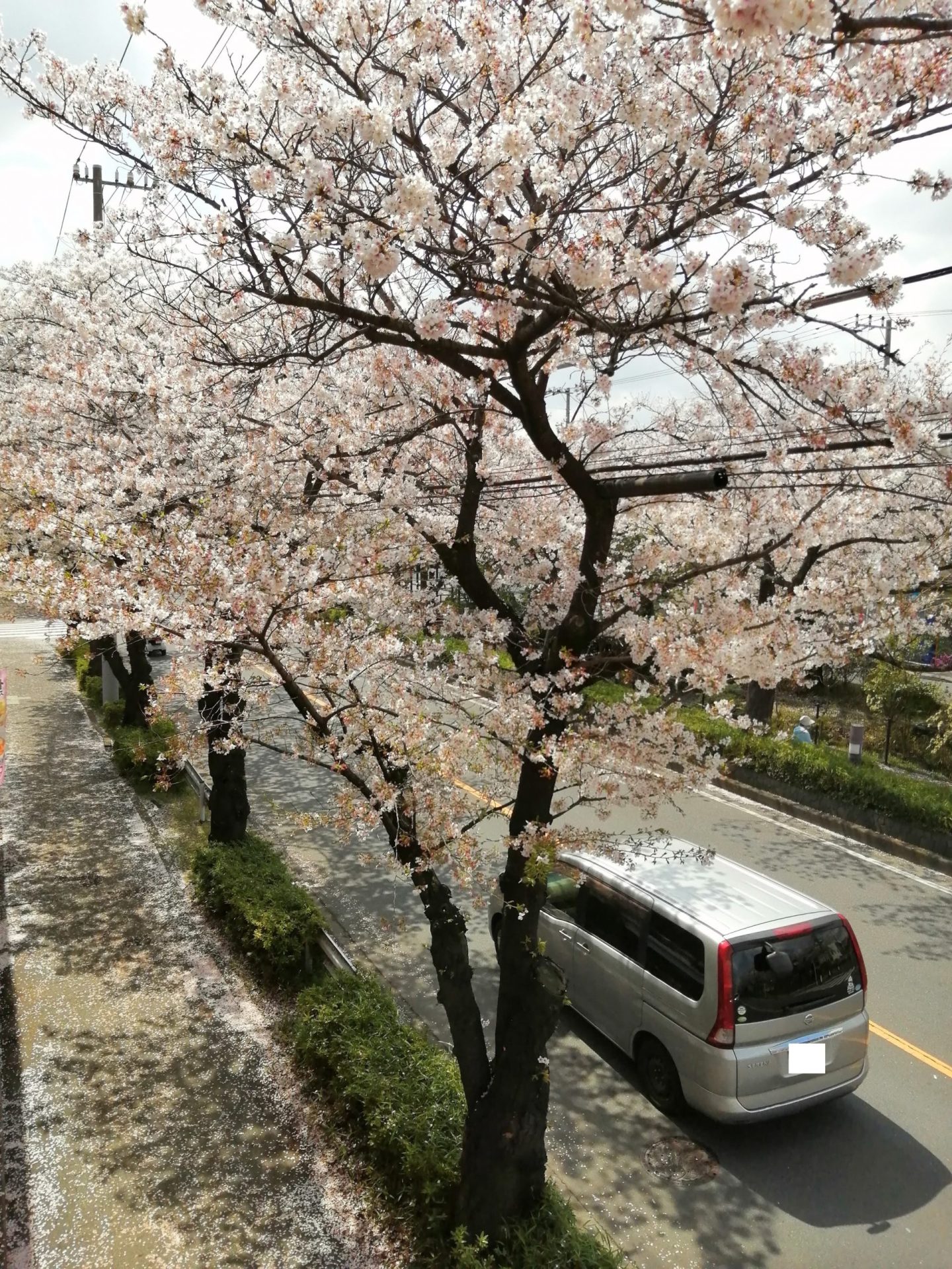 葛西用水桜通りの桜を上からパシャリ