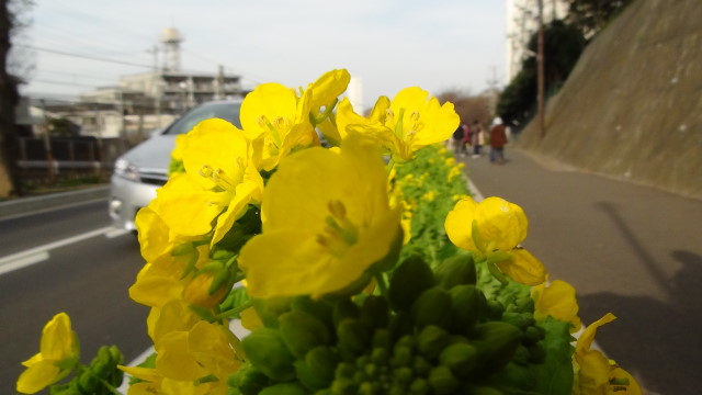 道路沿いの花