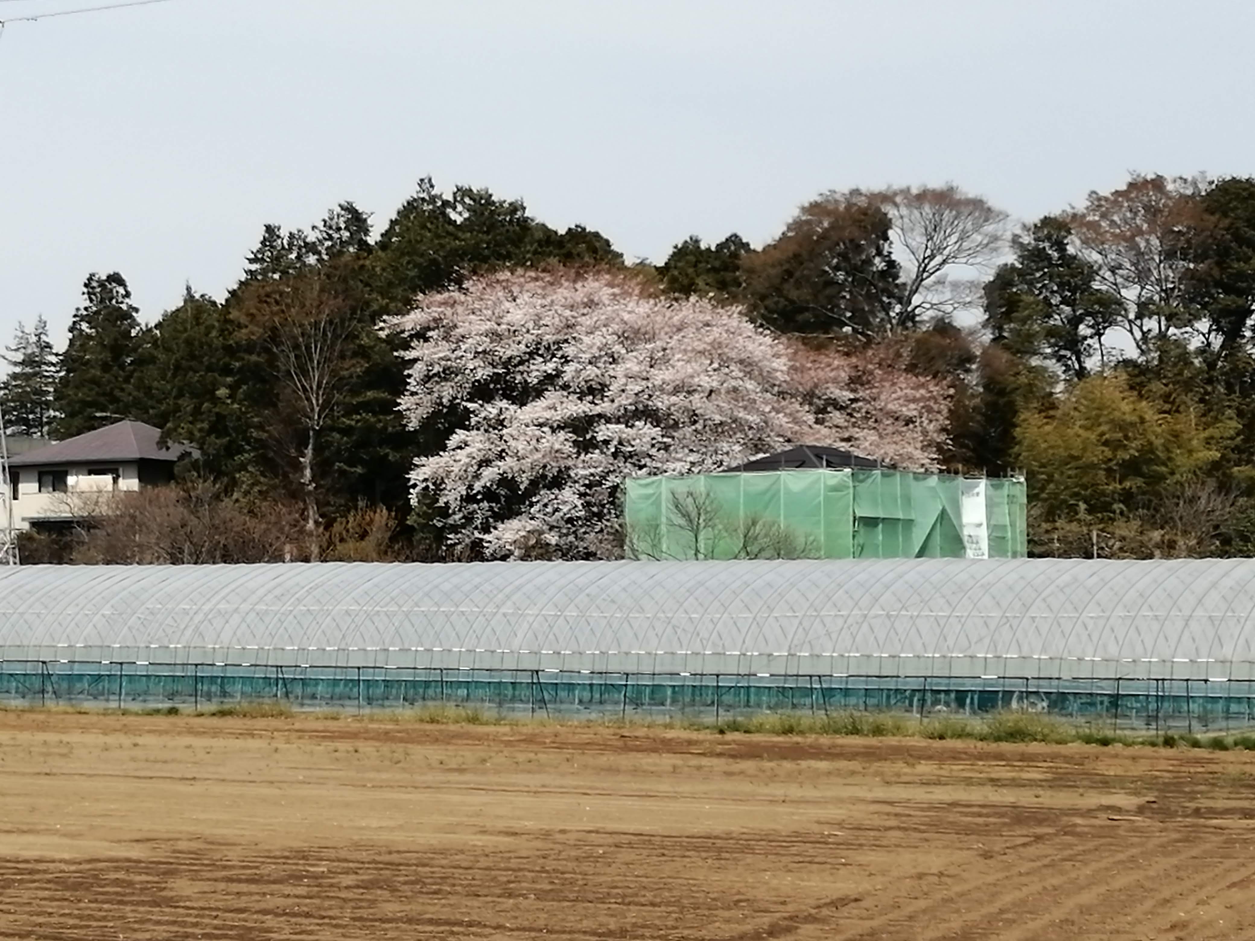 流山市・立派な桜の木.jpg