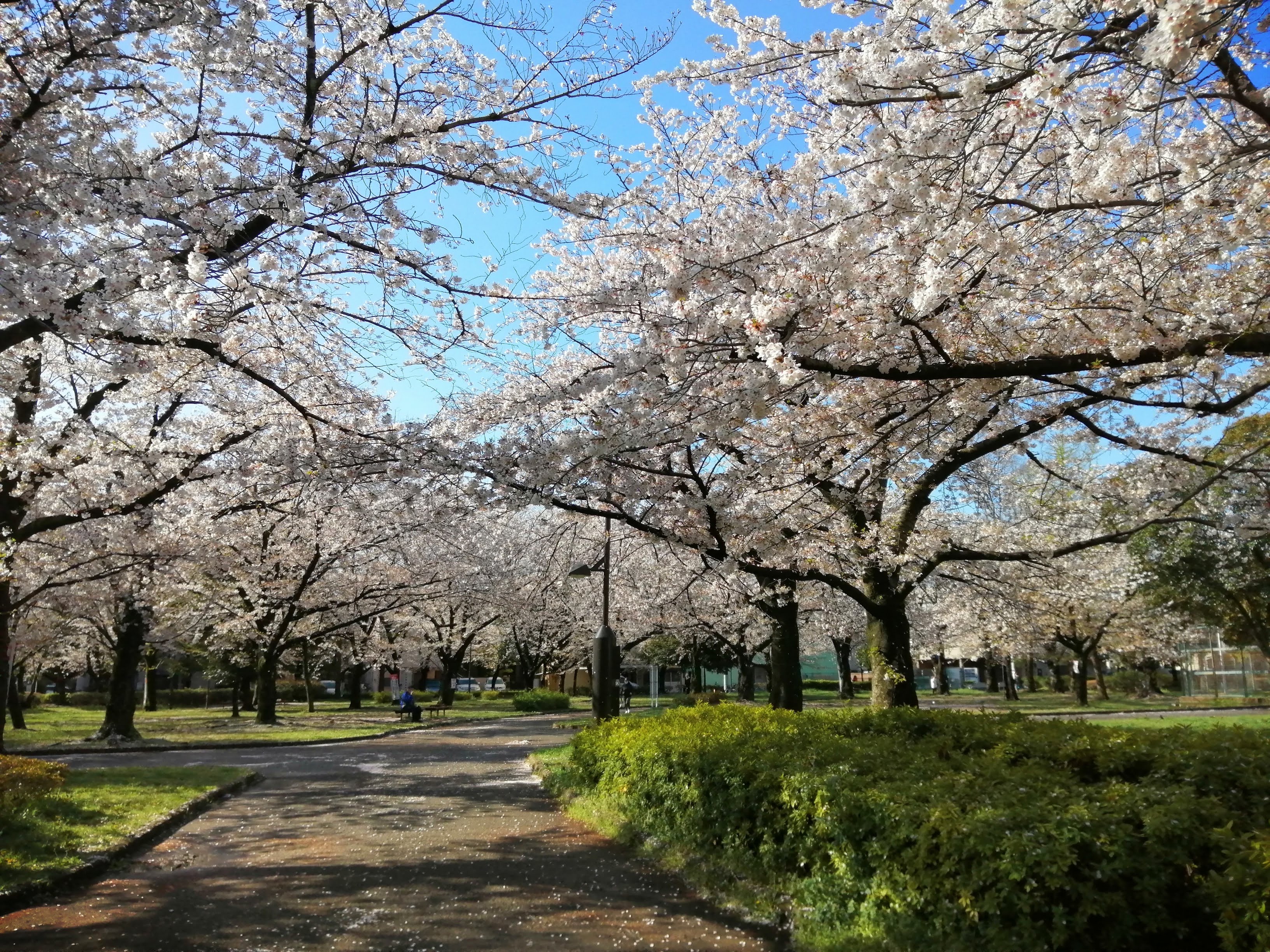 東綾瀬公園.jpg