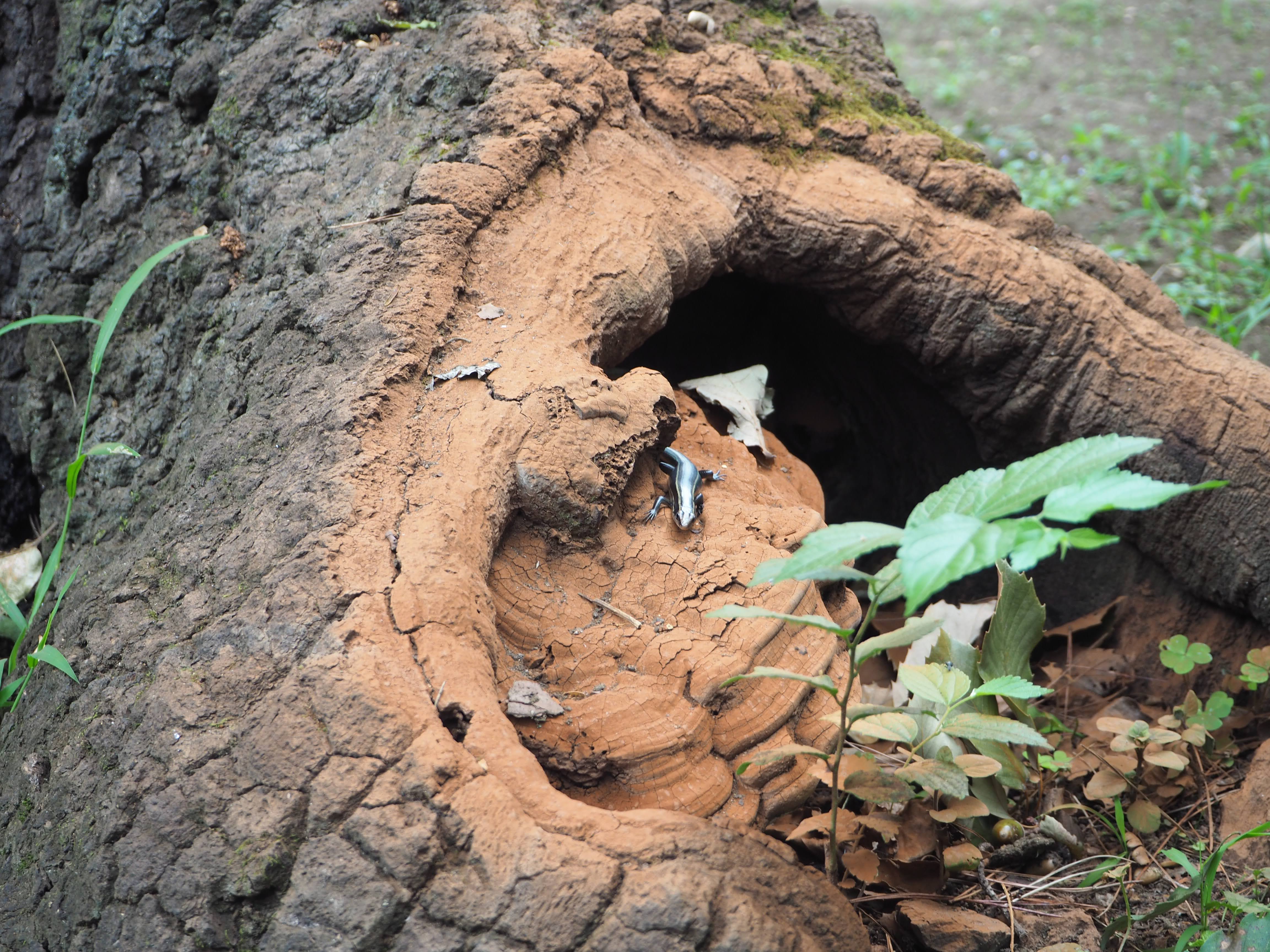 内部構造の様子