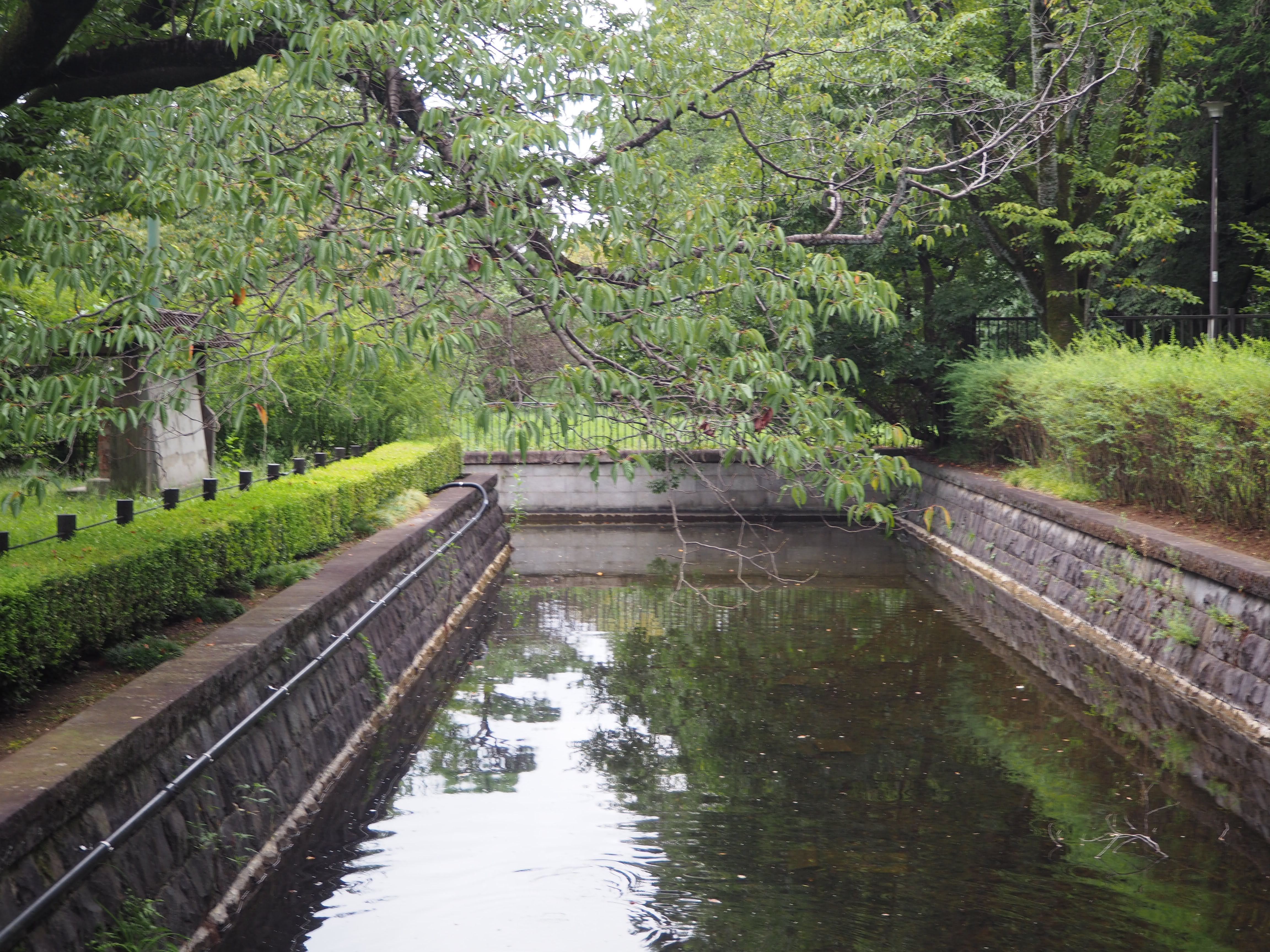 緑に囲まれた流れ