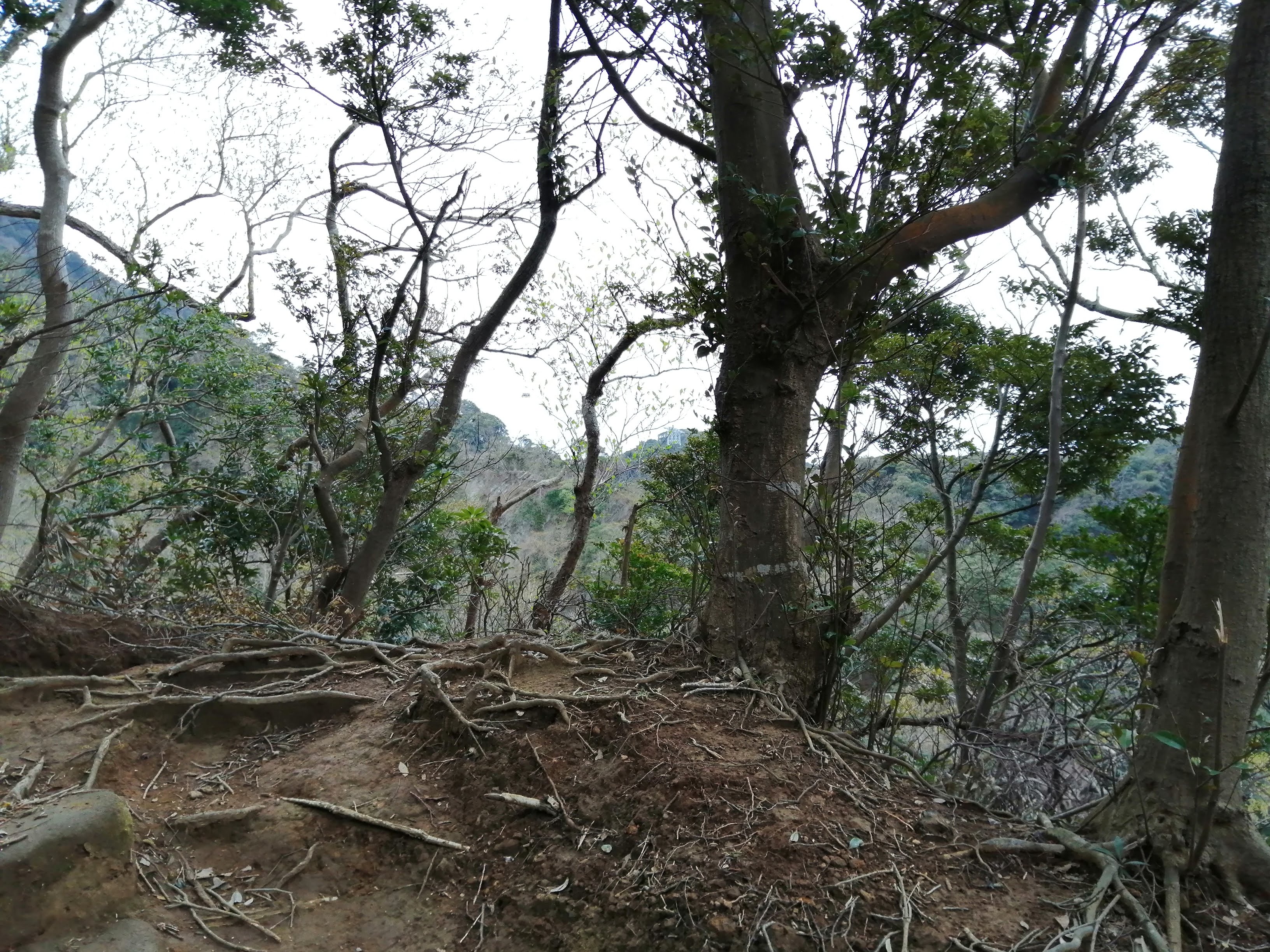 木々に囲まれた道