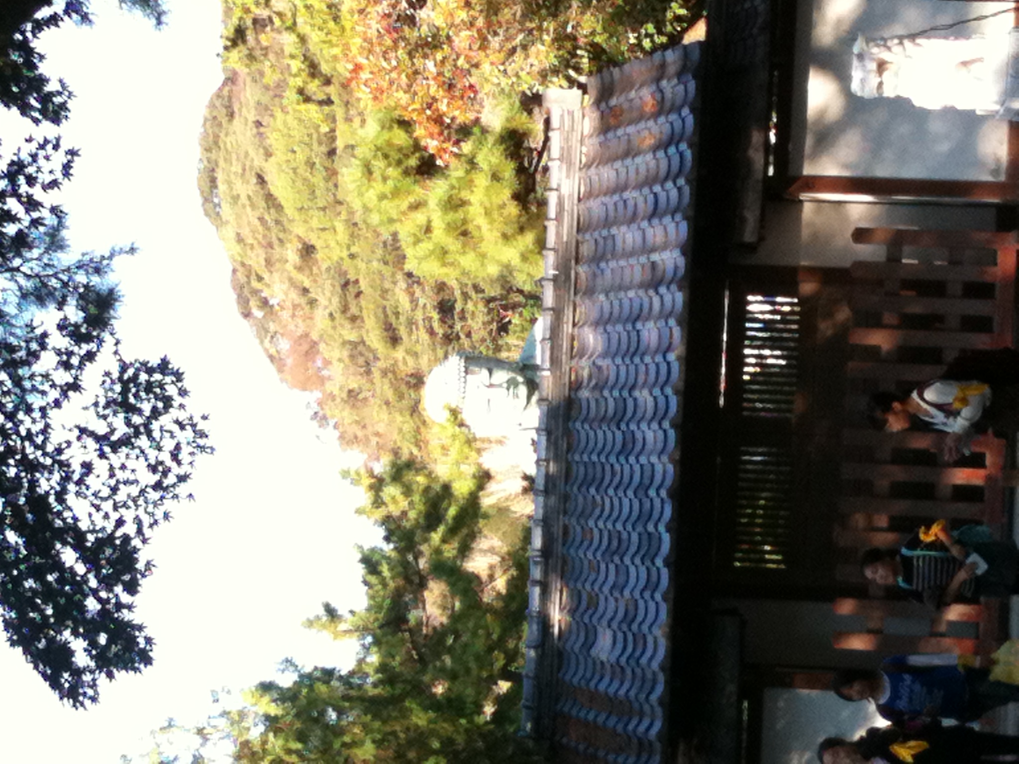 境内から見た屋根と自然