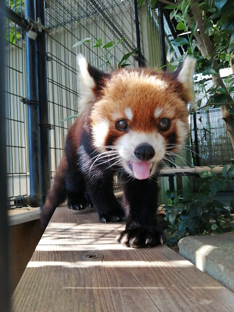市川市動植物園のレッサーパンダ.jpg