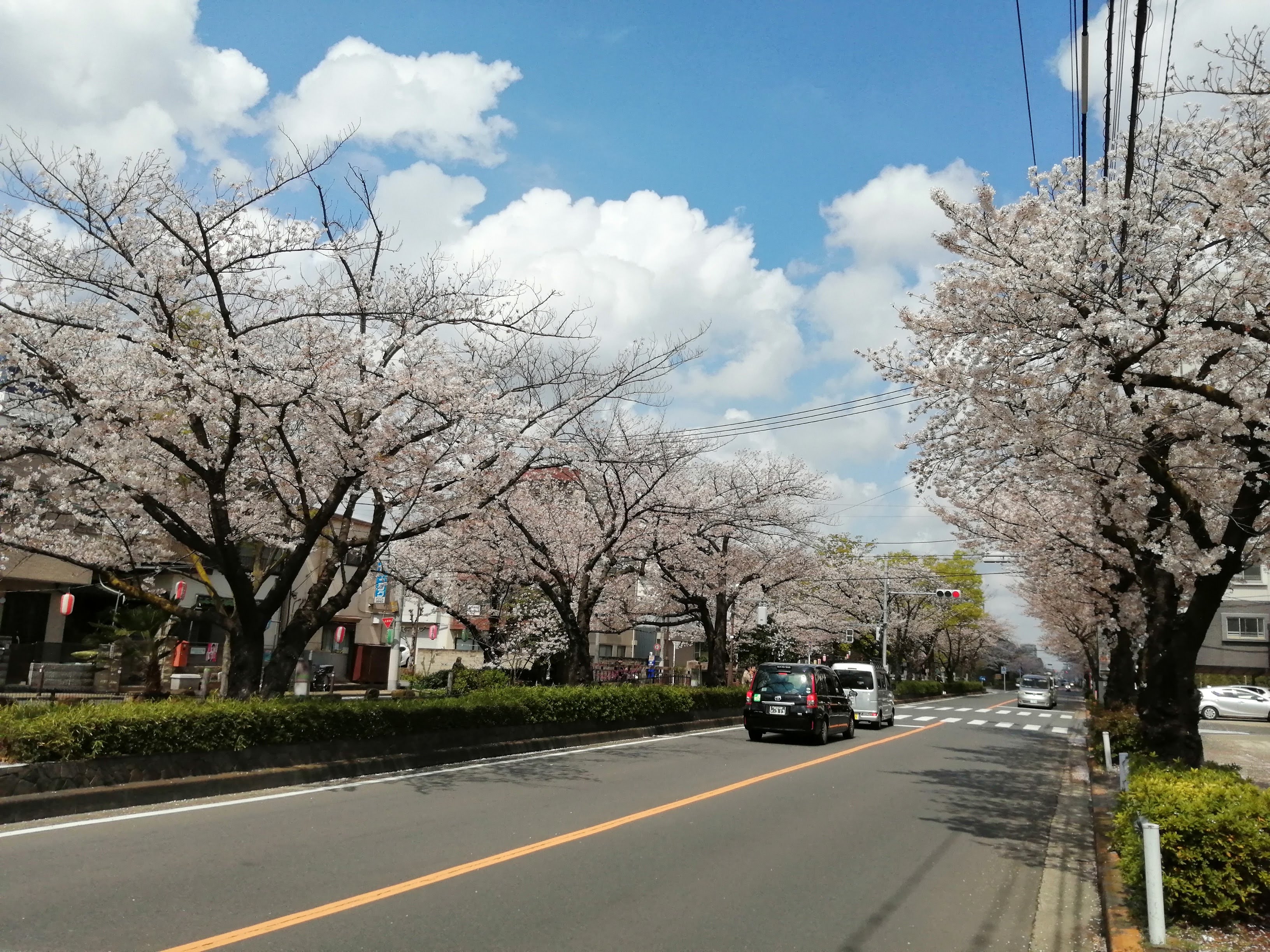 葛西用水桜通り.jpg