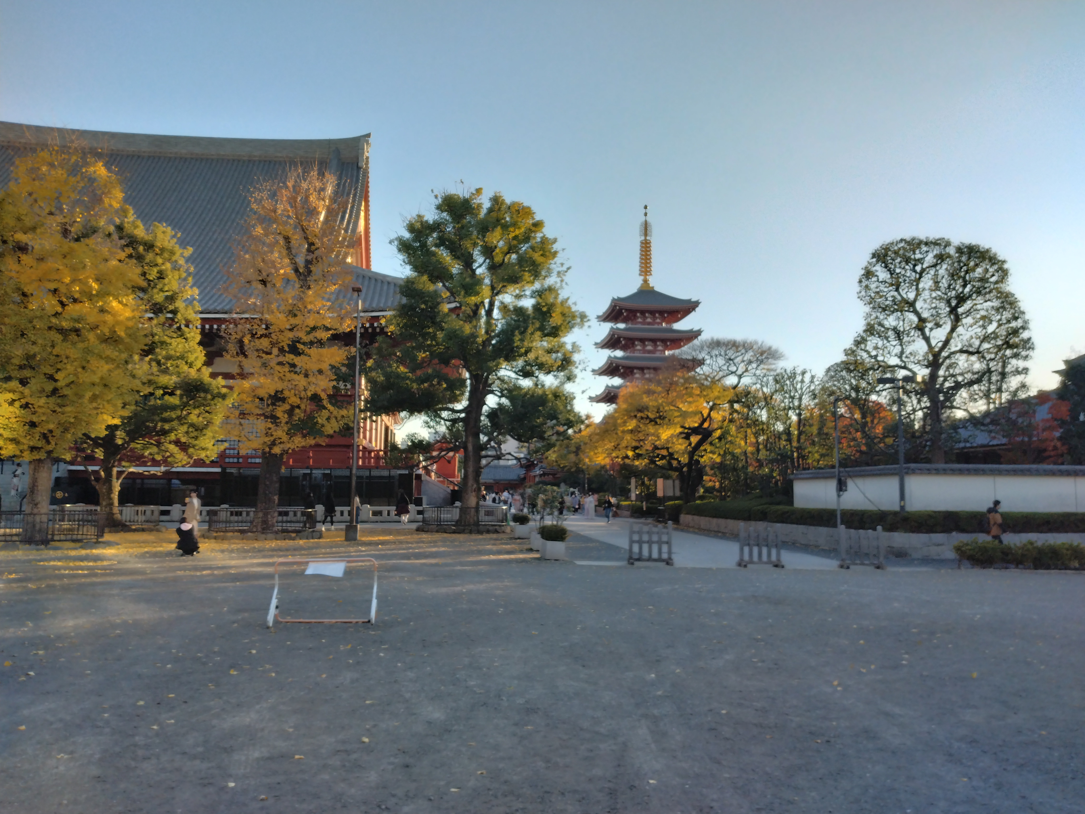 浅草周辺の銀杏並木です。