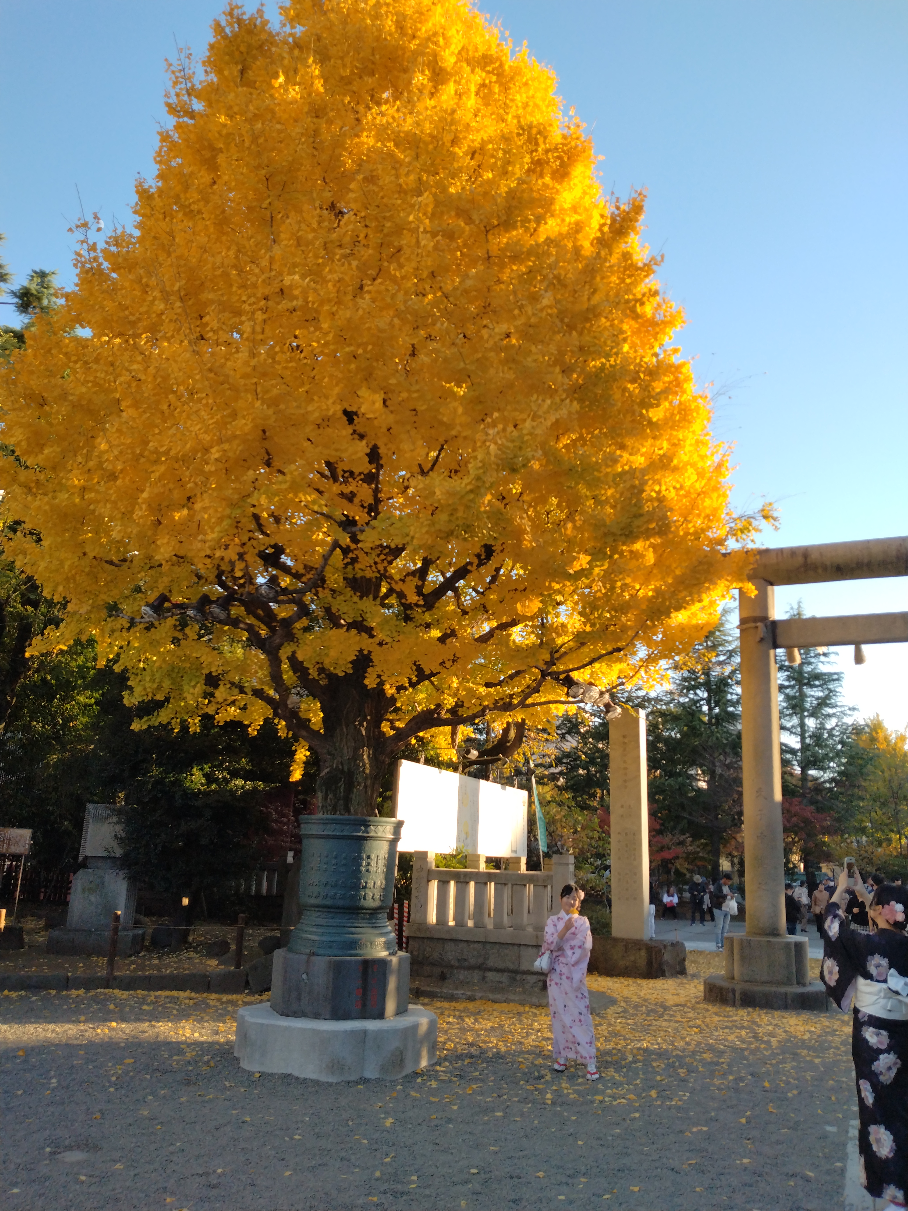 境内の黄葉です。