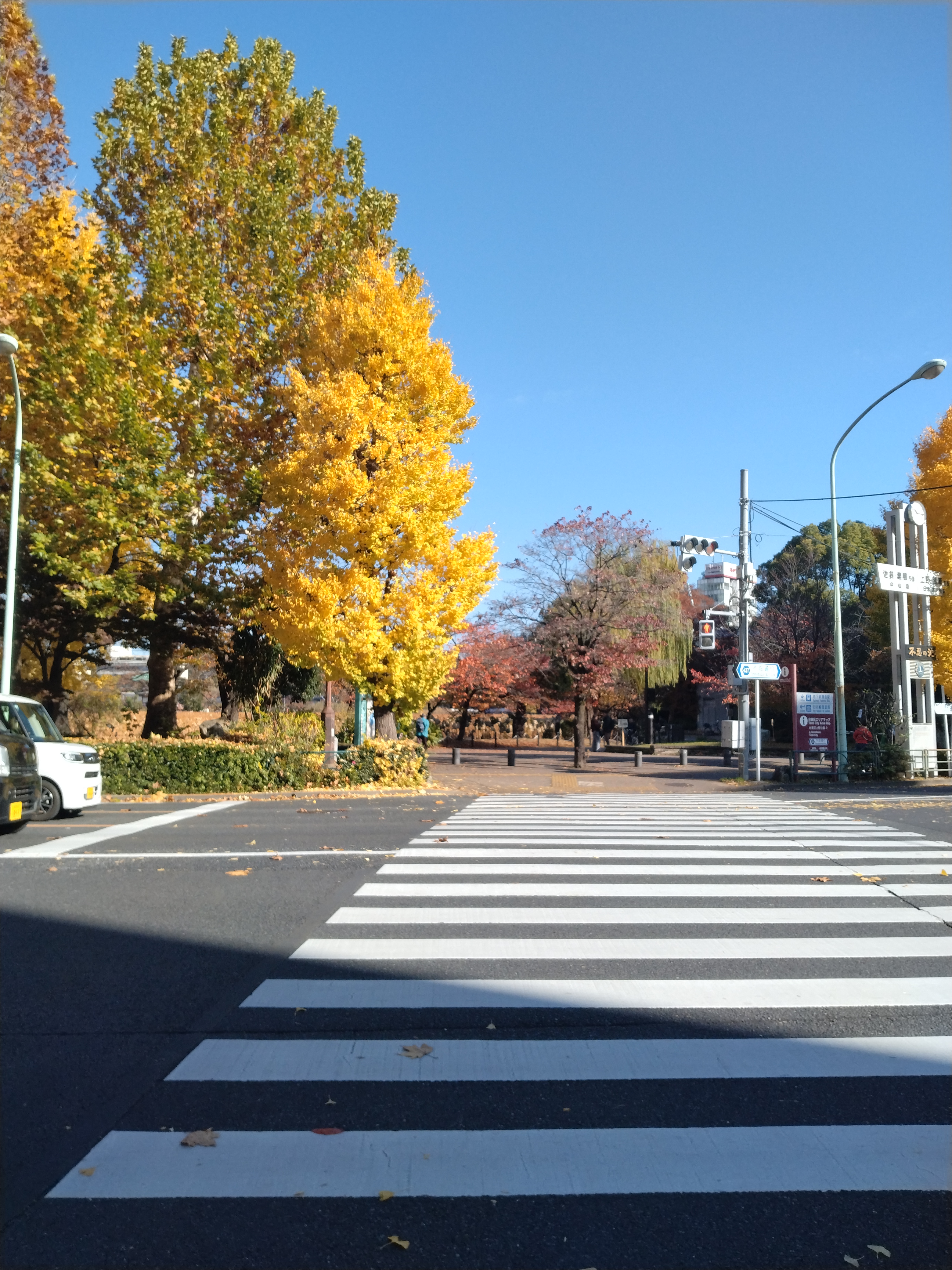 上野周辺の銀杏並木です。