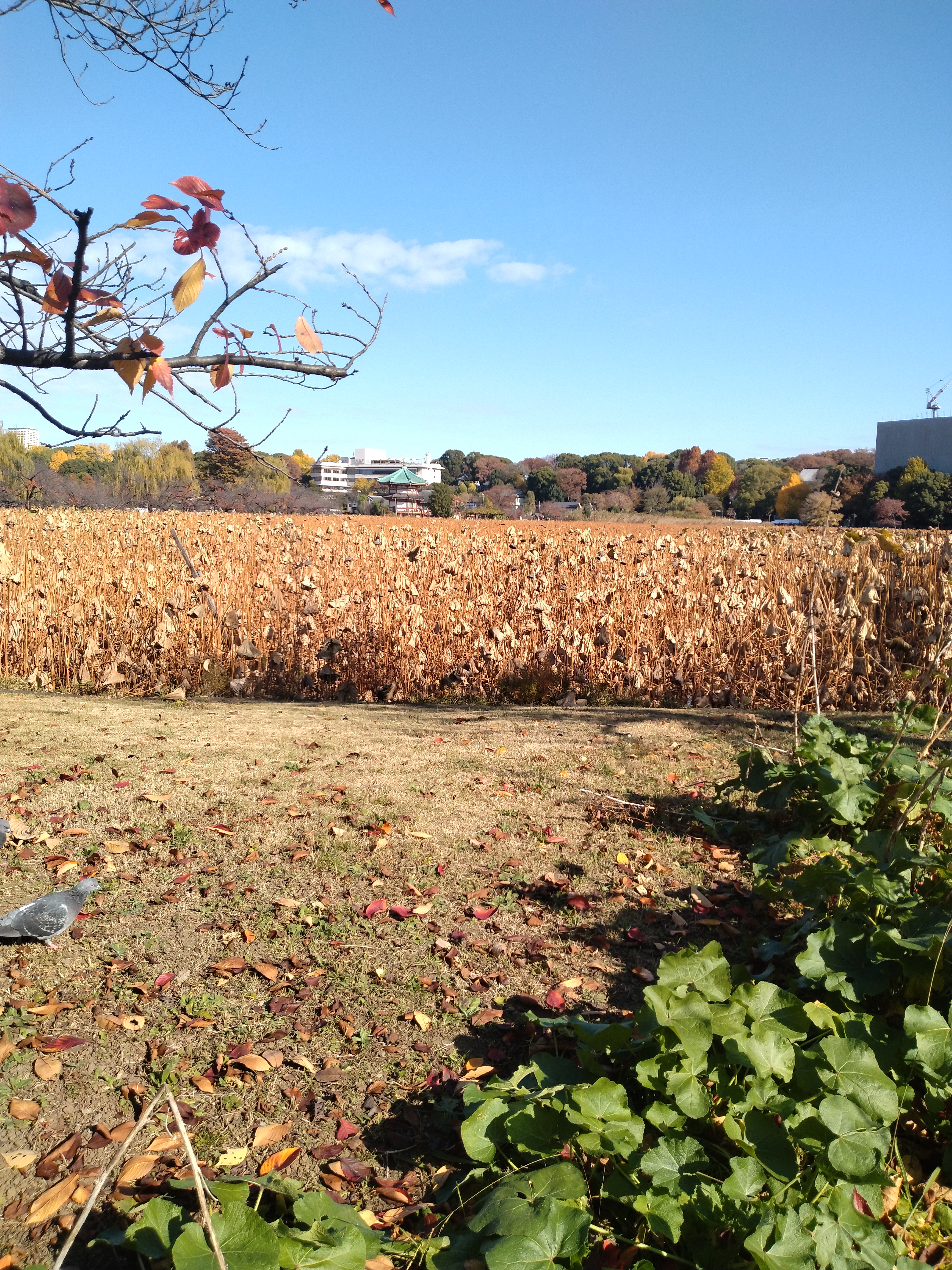 枯れ草が広がる草地の写真です。