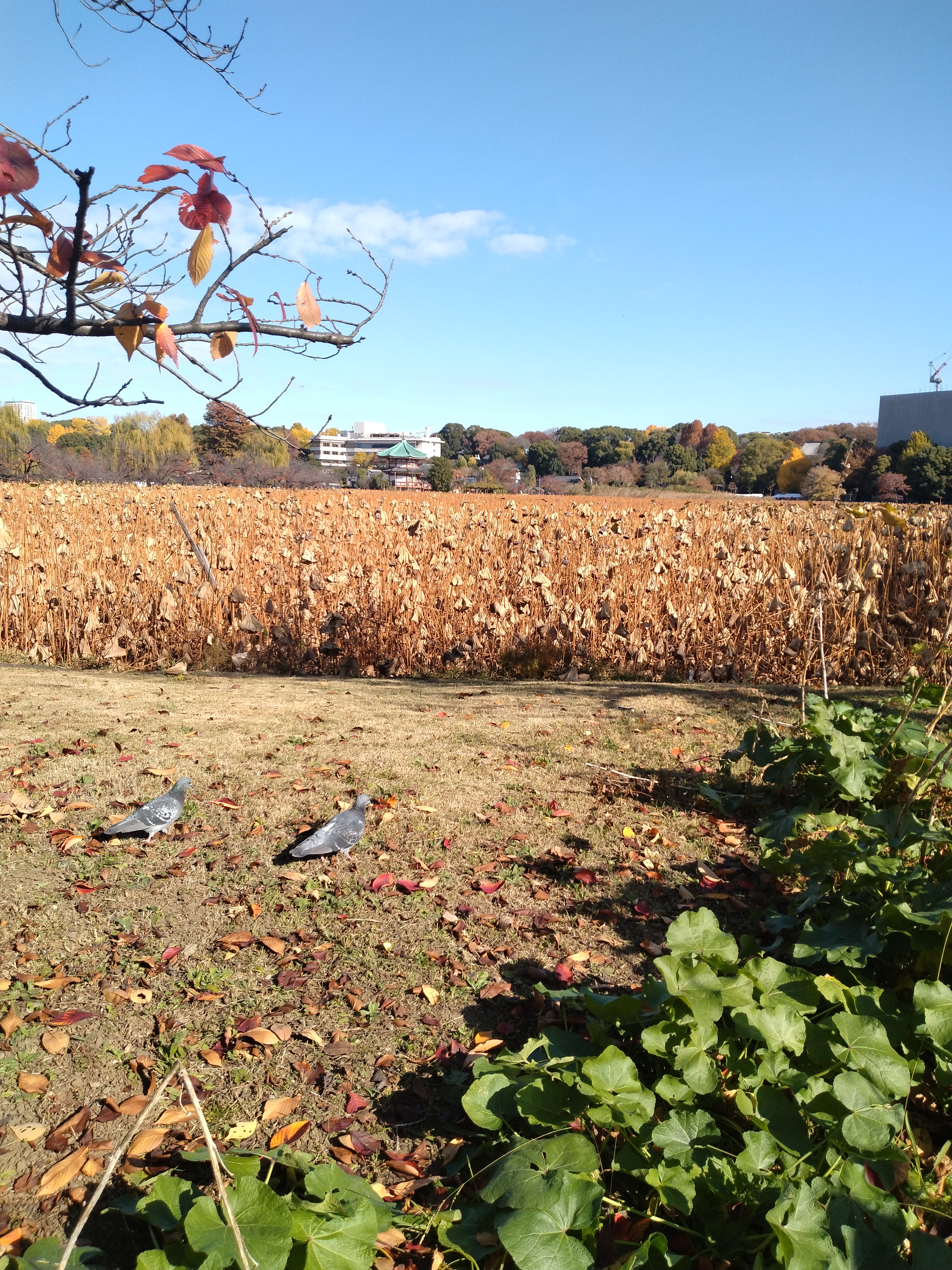 野原の秋景色です。