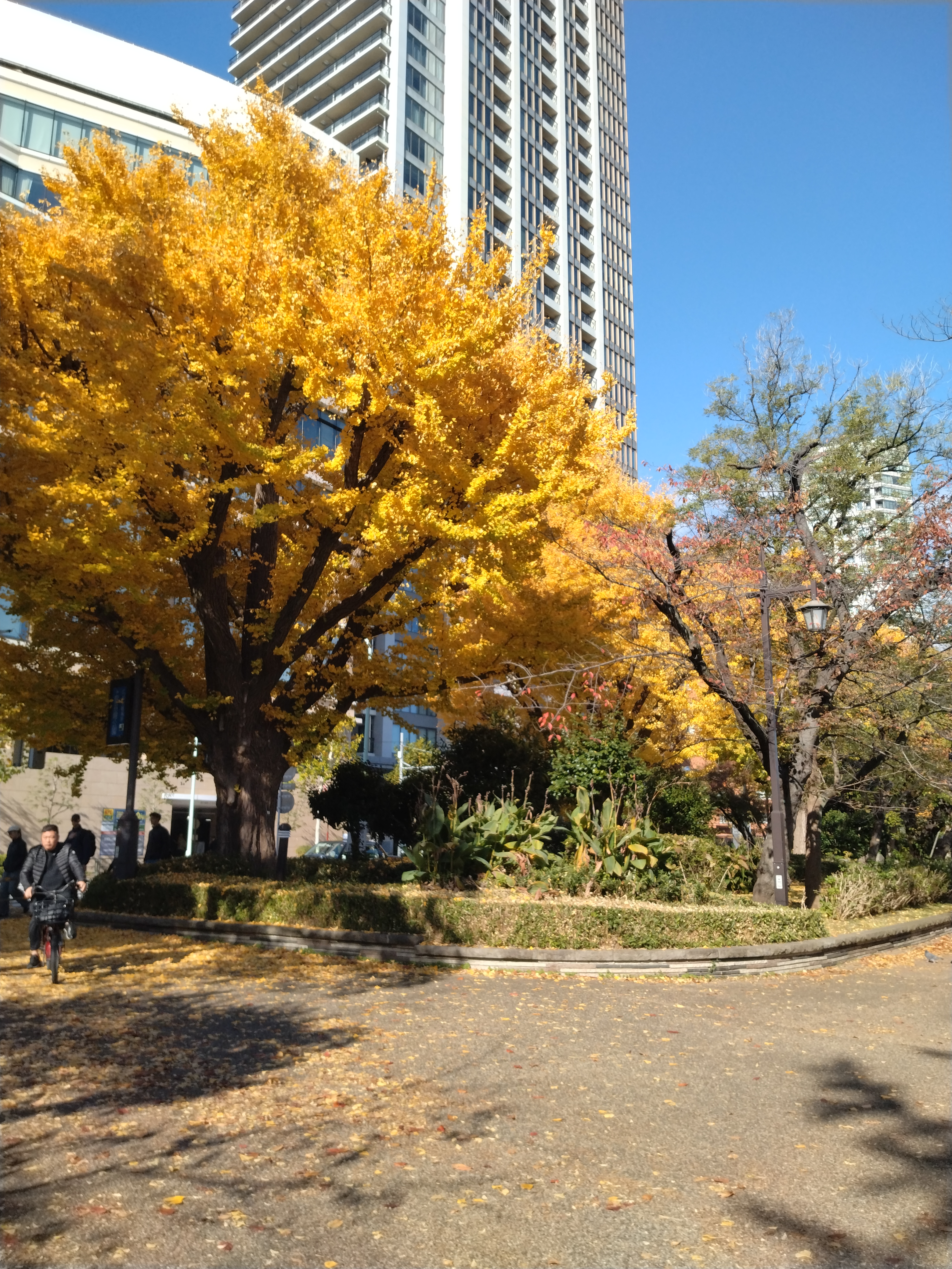 池のほとりと紅葉の風景です。
