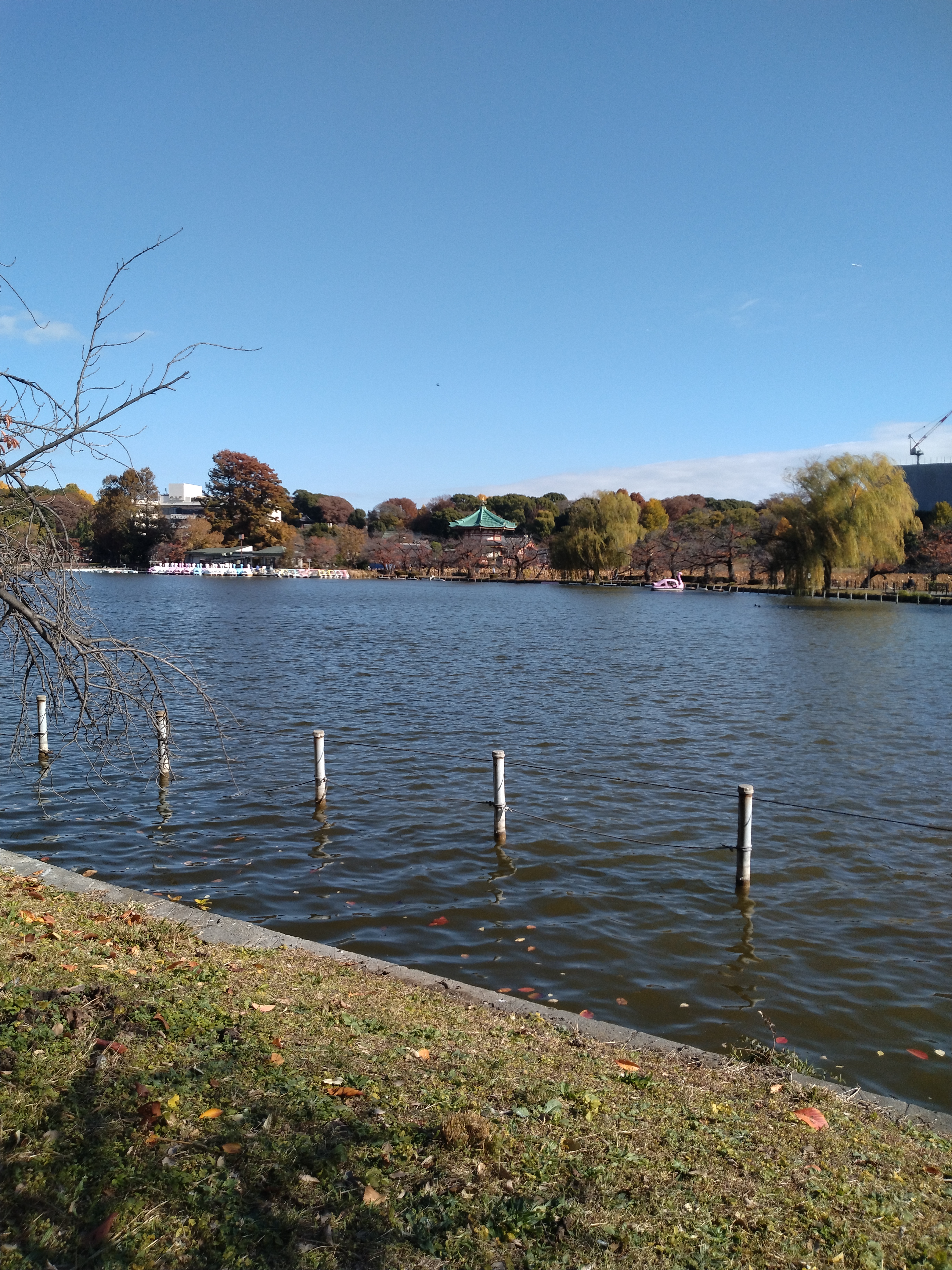 上野公園の池が写った風景です。