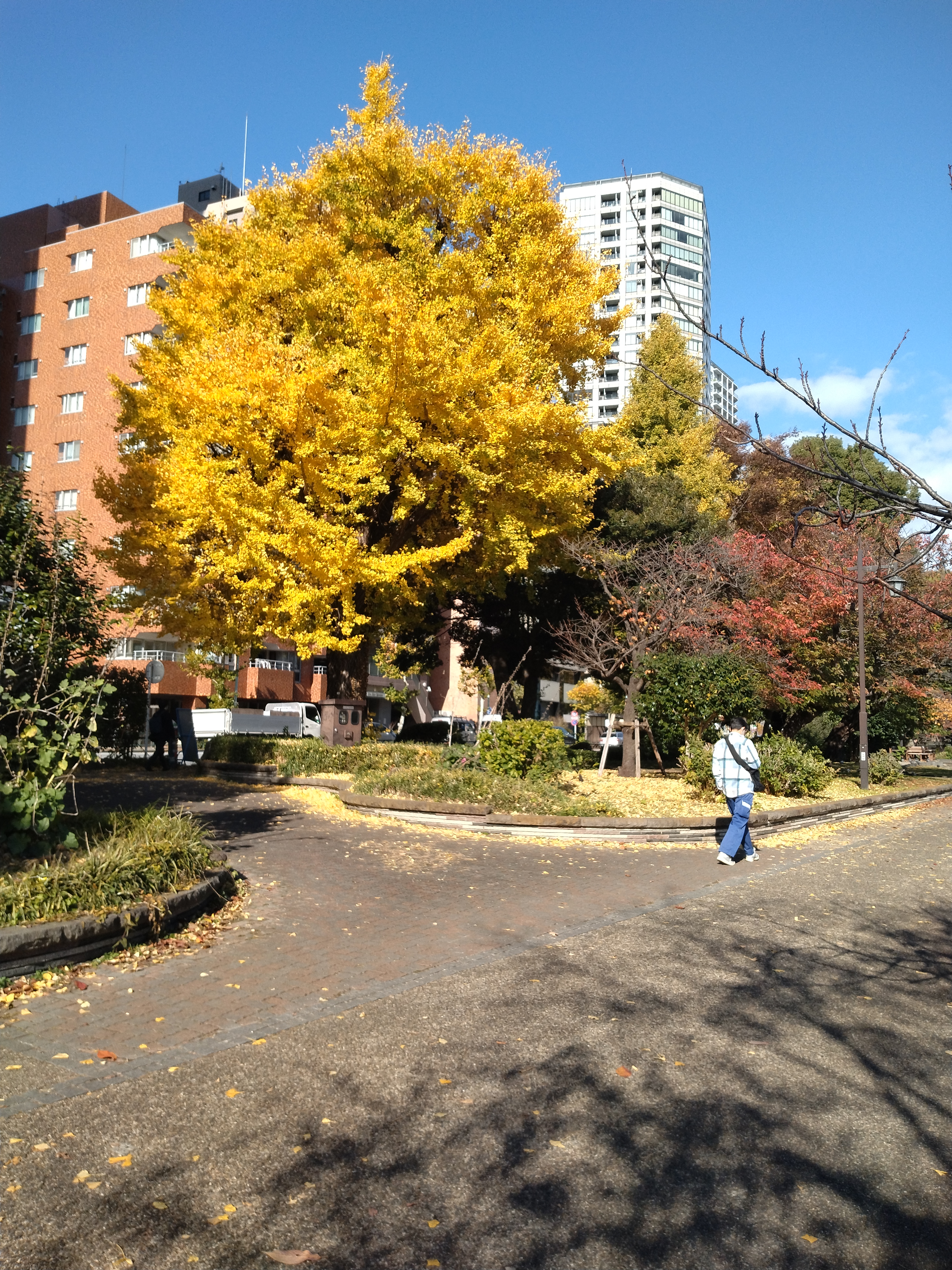 池のほとりの紅葉です。