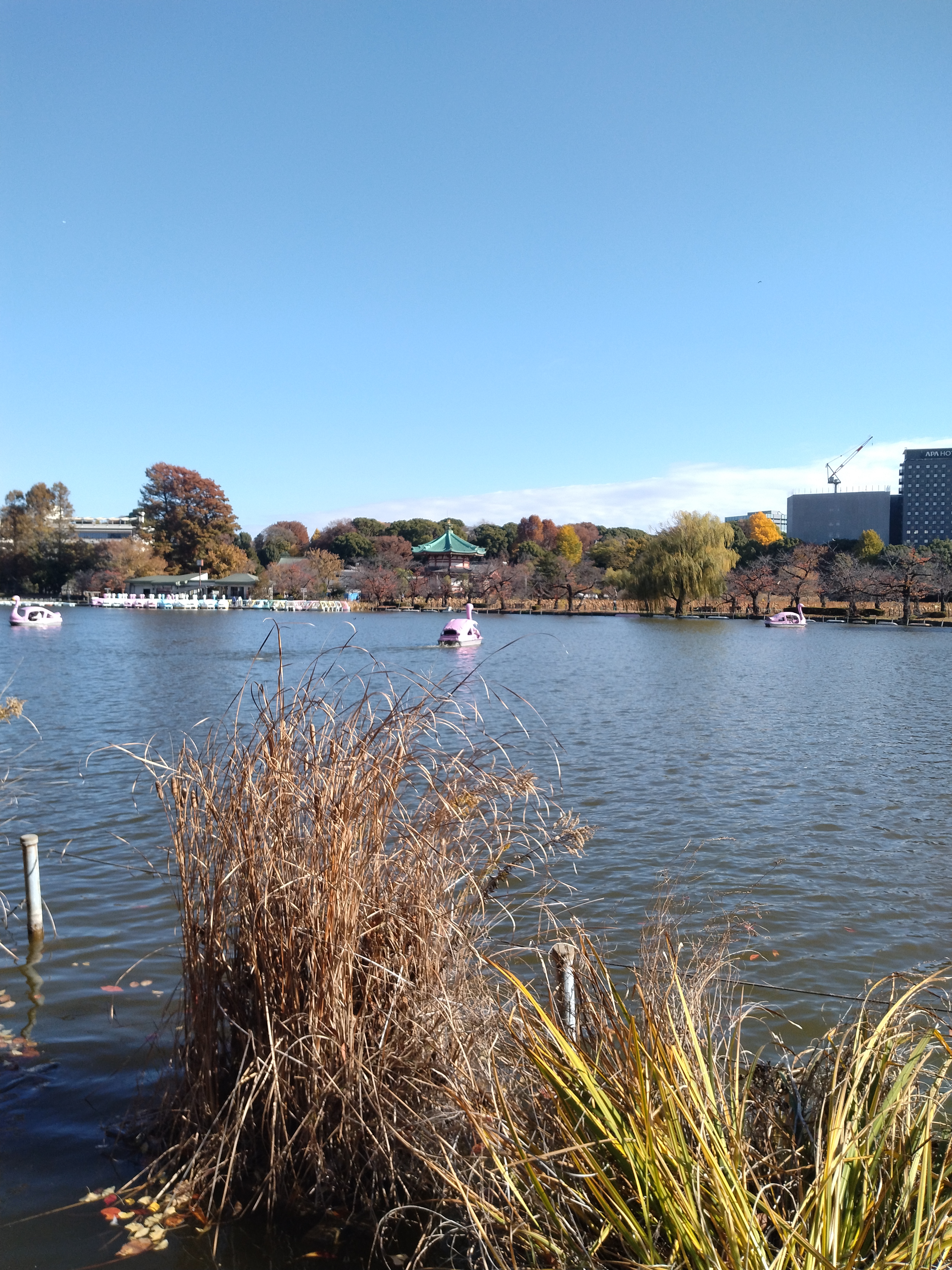 池の広い水面が写っています。