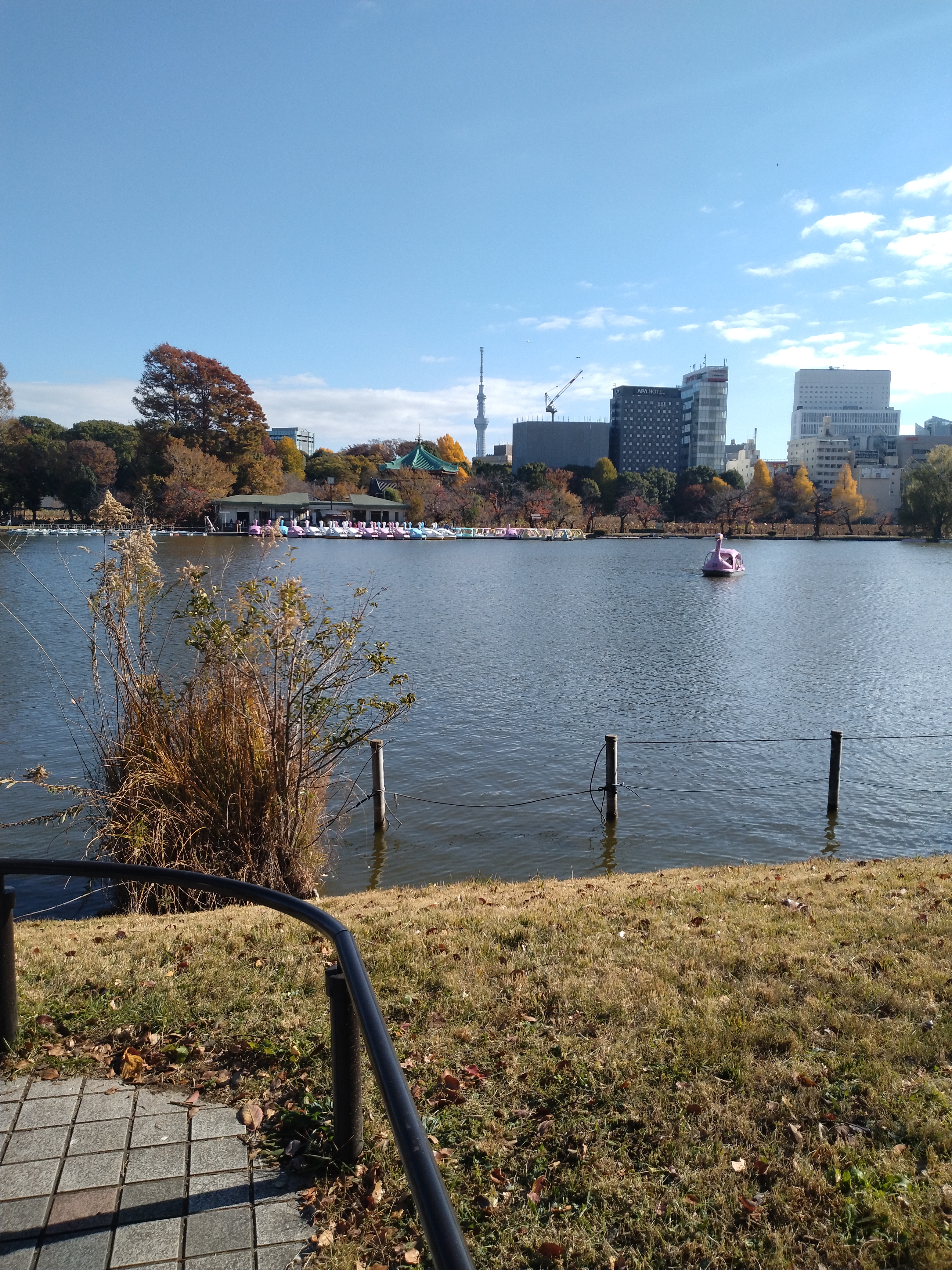 紅葉が鮮やかな池の風景です。