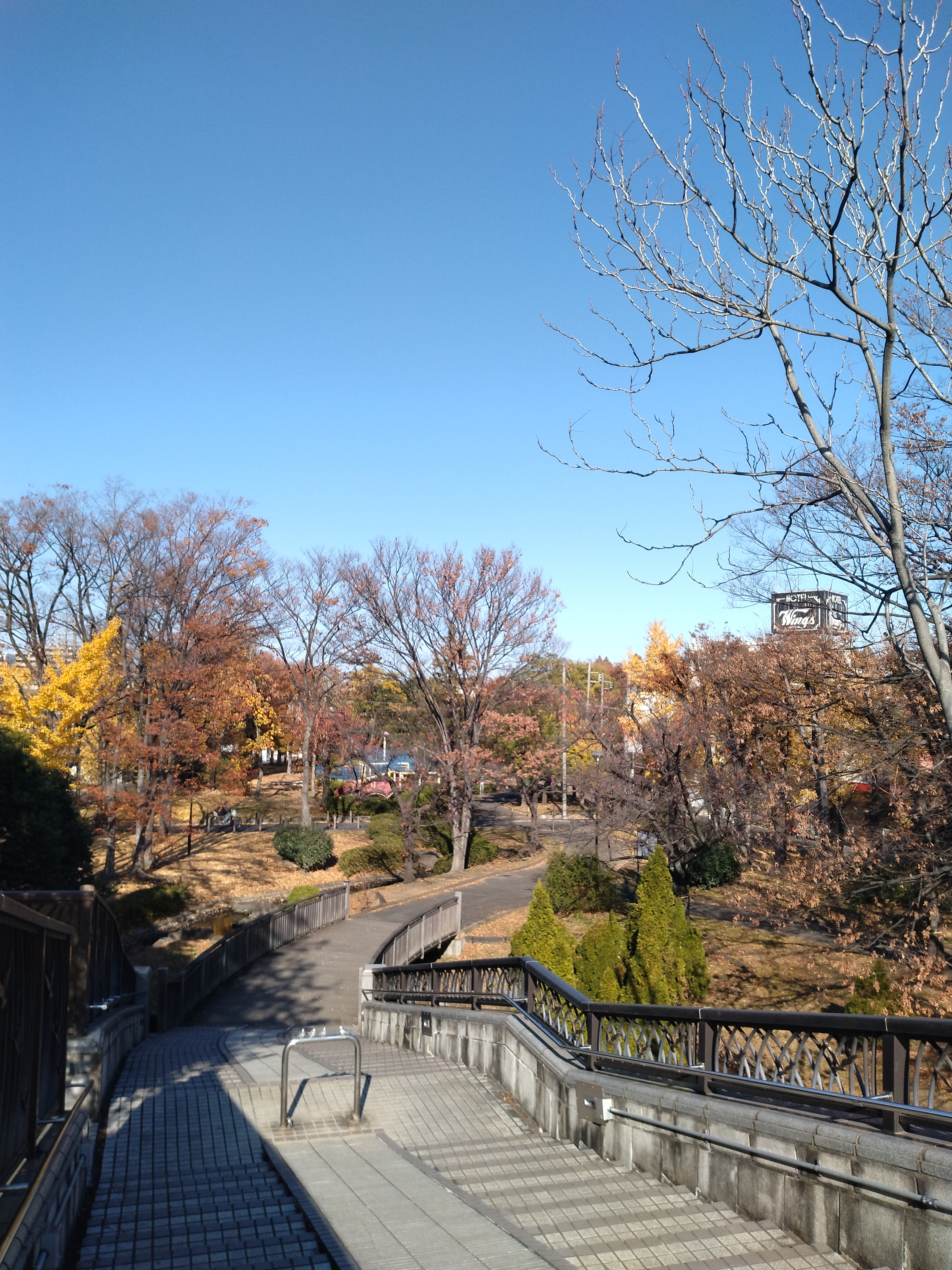 公園内の池と紅葉です。
