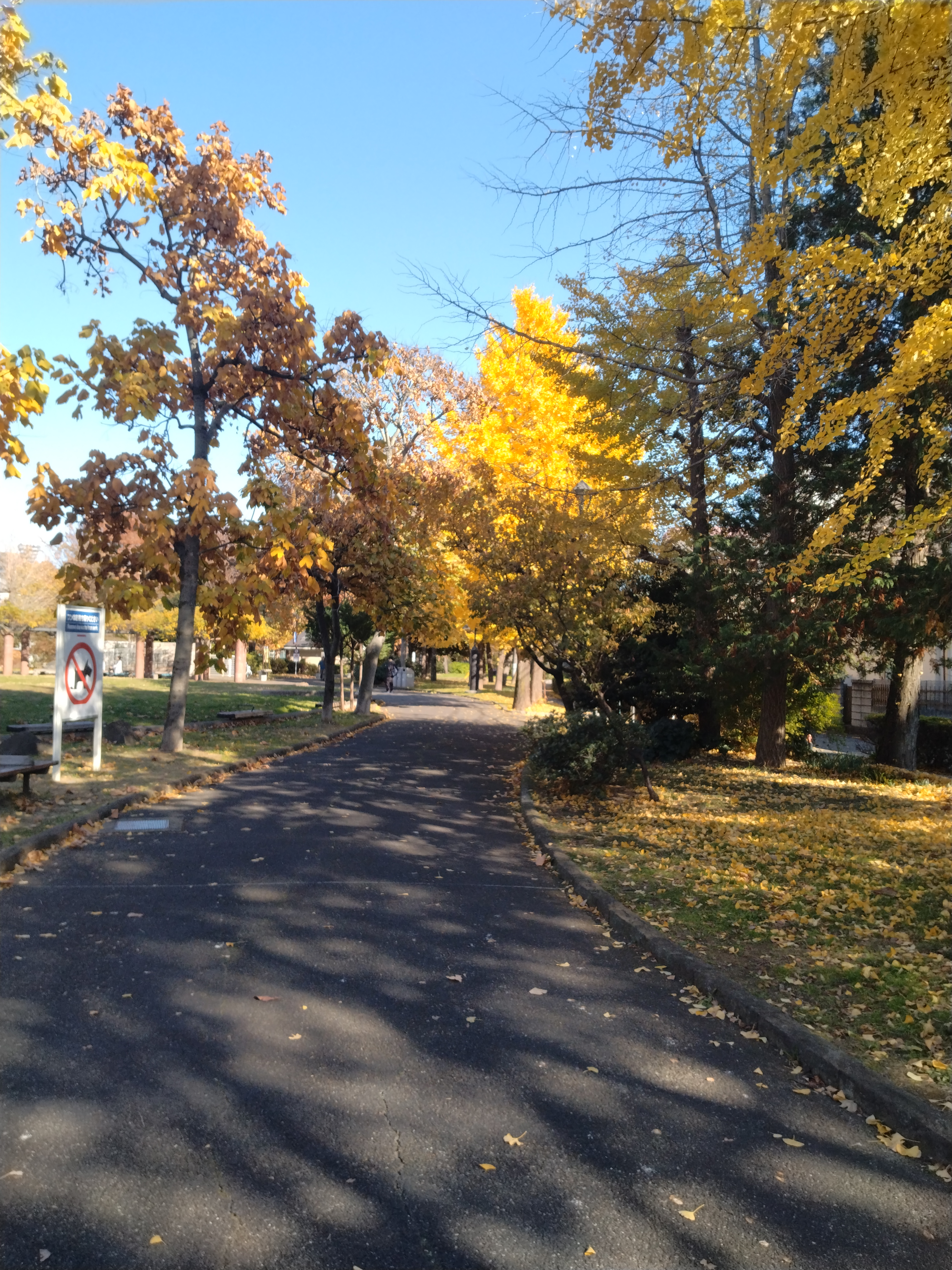 紅葉した木々に囲まれた遊歩道です。