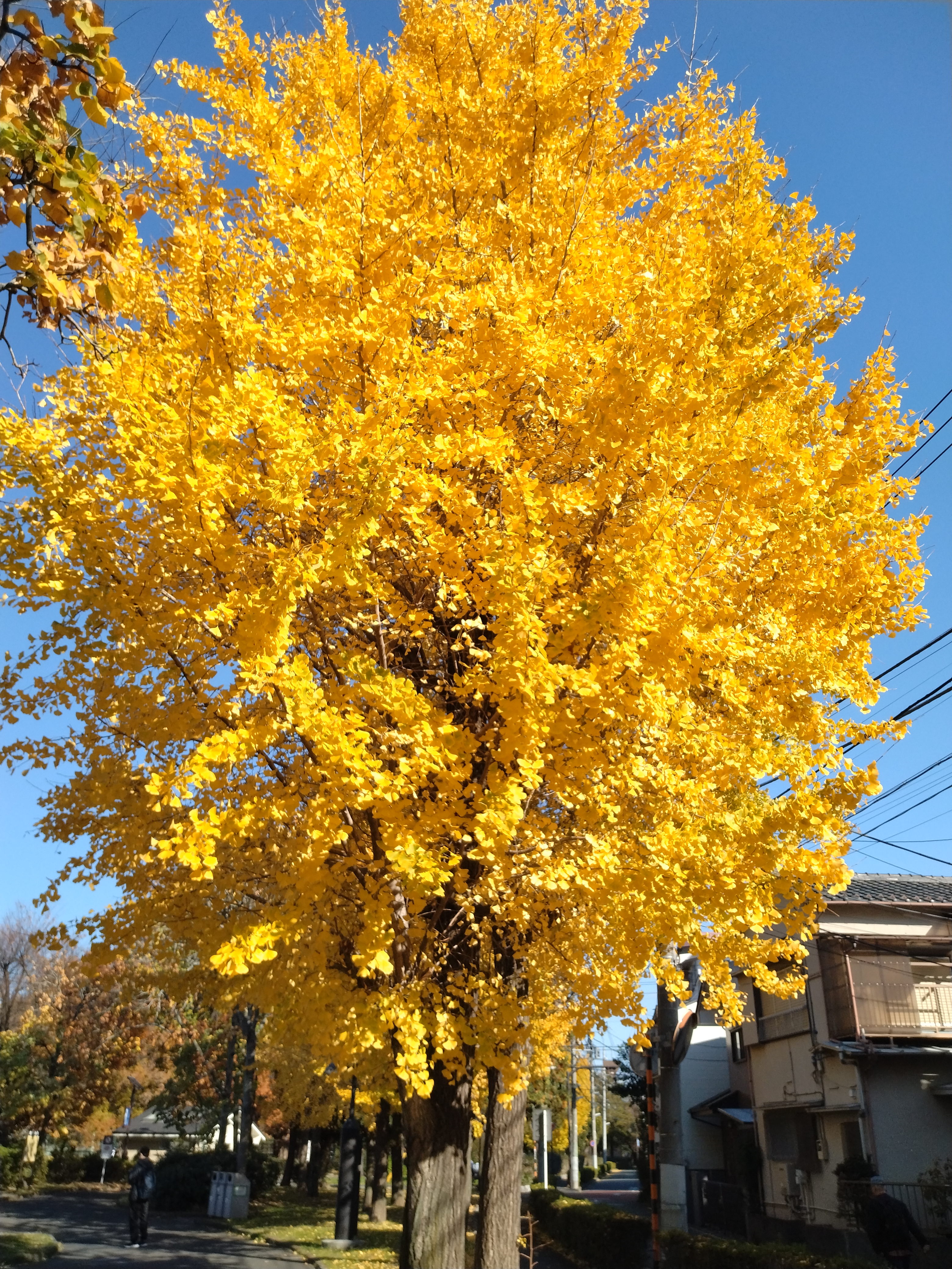鮮やかに色づいた銀杏の木です。