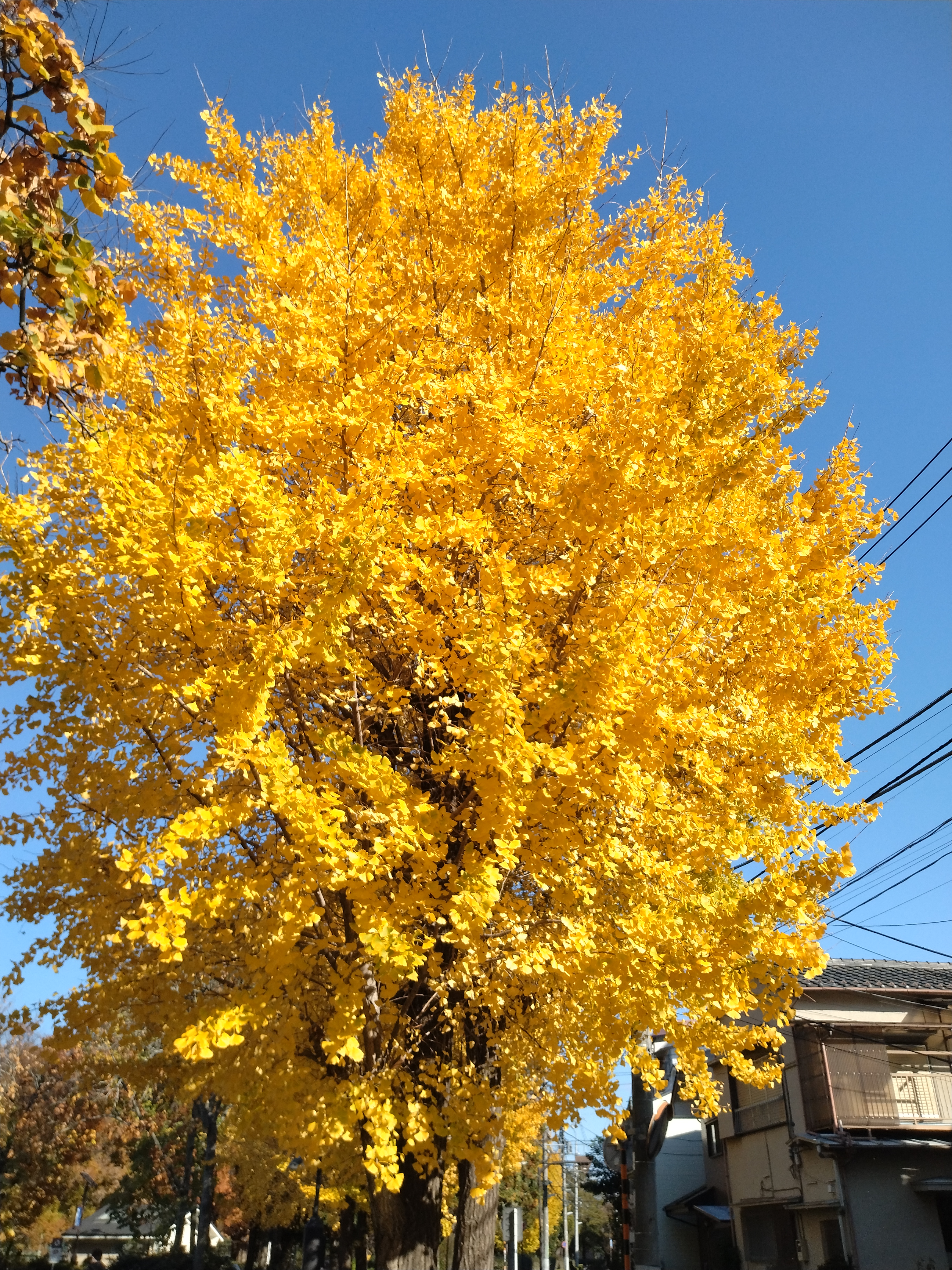 黄金色の銀杏並木が並ぶ風景です。