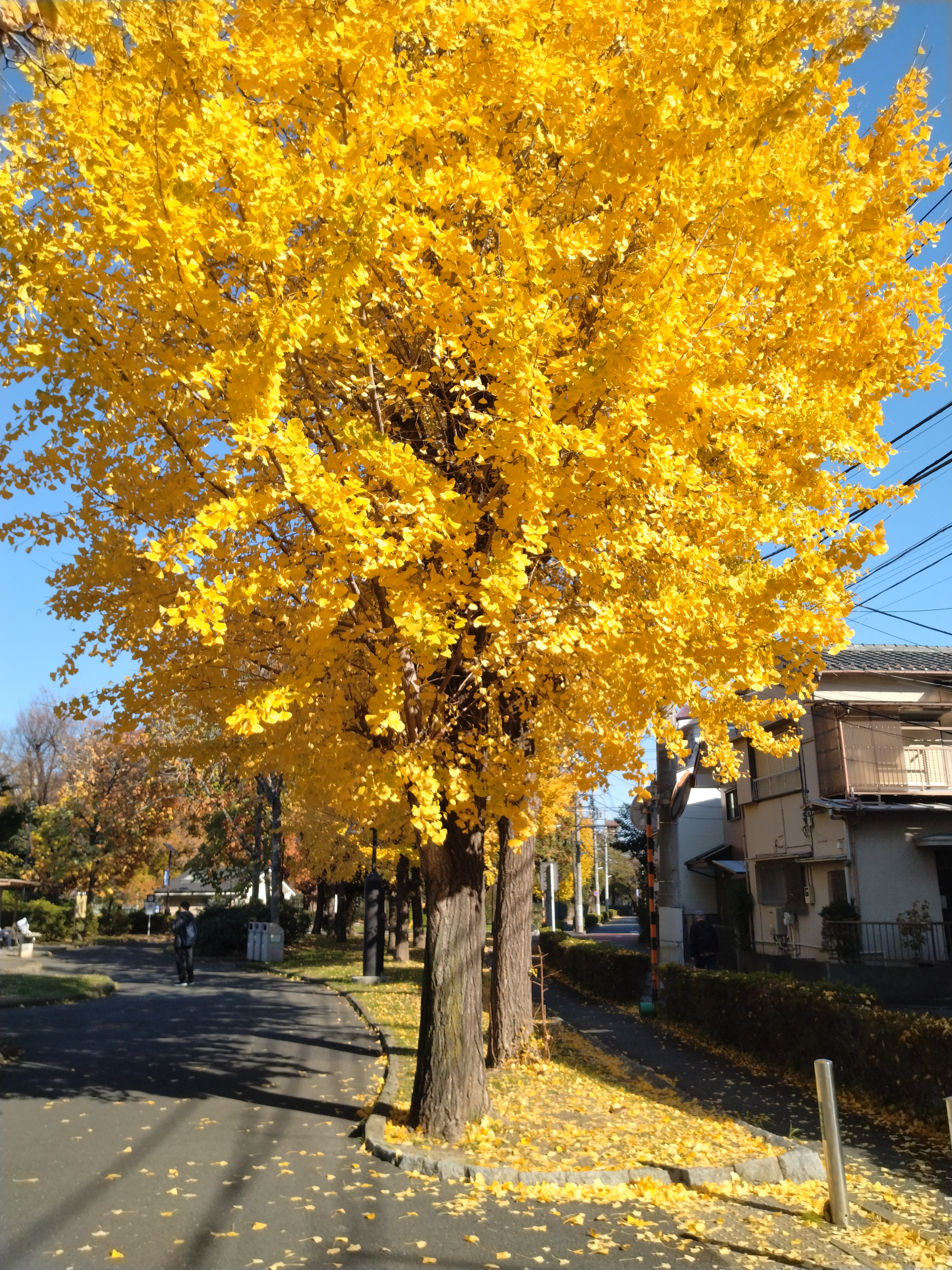 紅葉が進んだ木々の写真です。