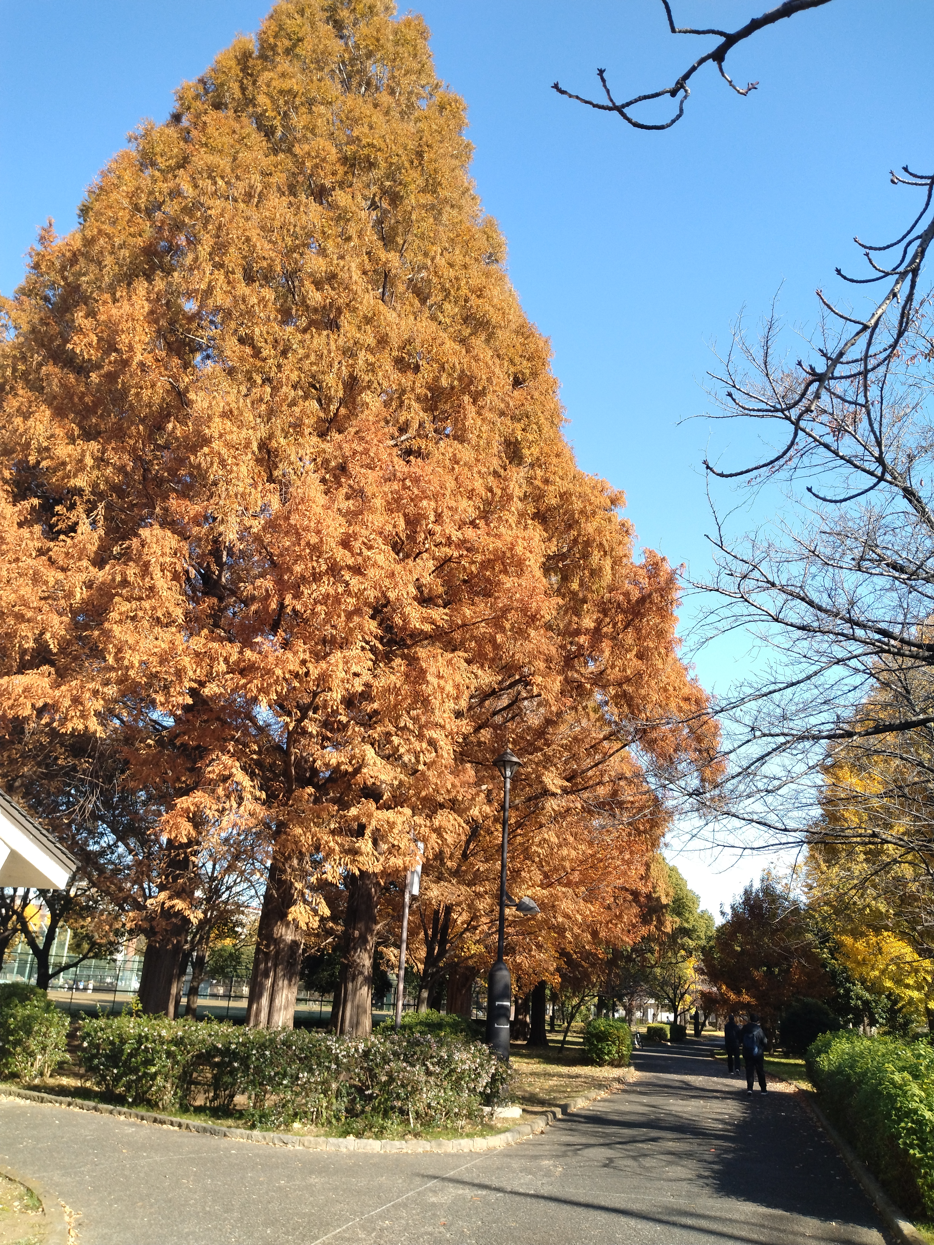 赤く色づいた木が写っています。