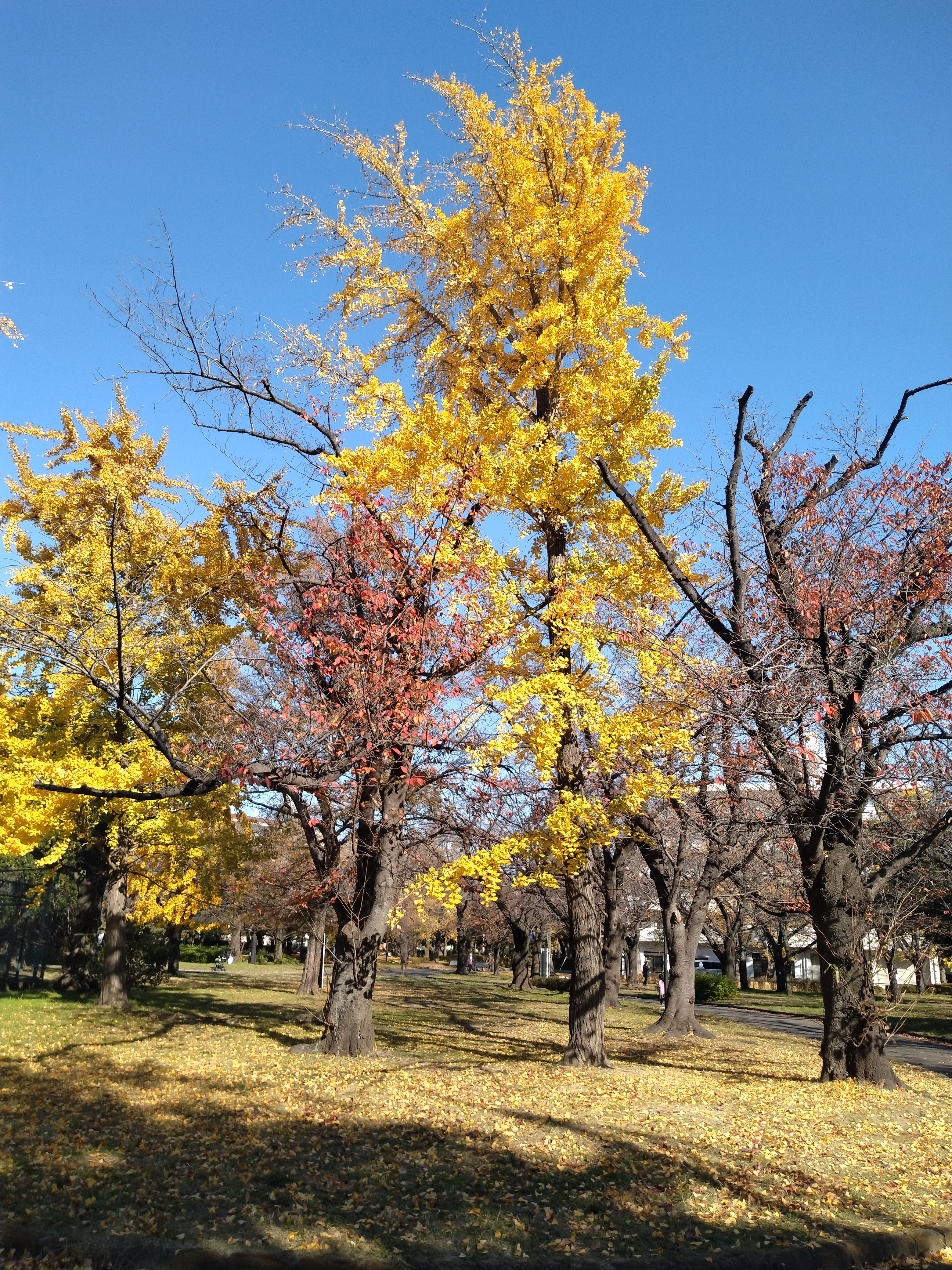公園内の広場と木々が写っています。