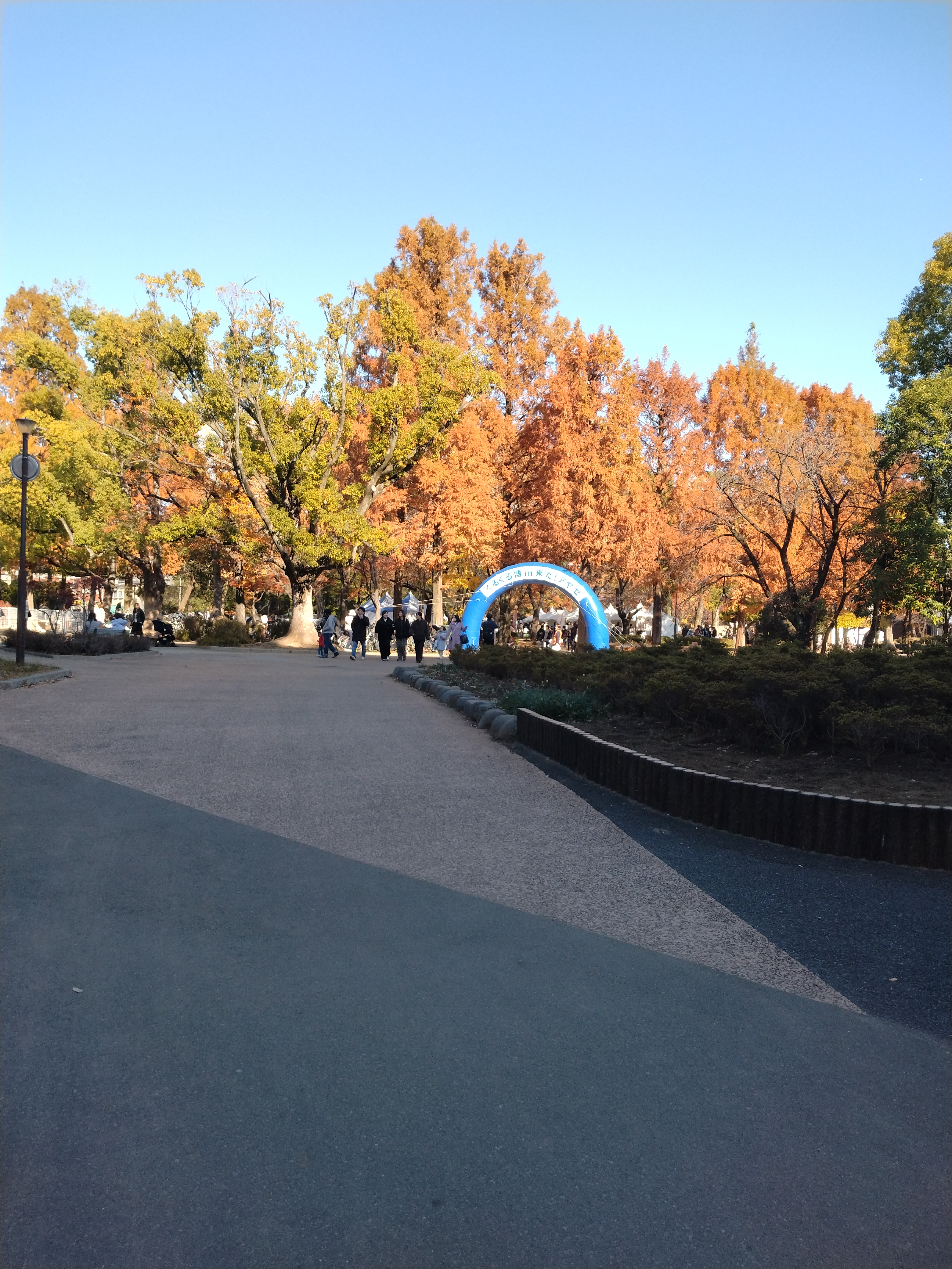 落ち葉が積もった地面です。