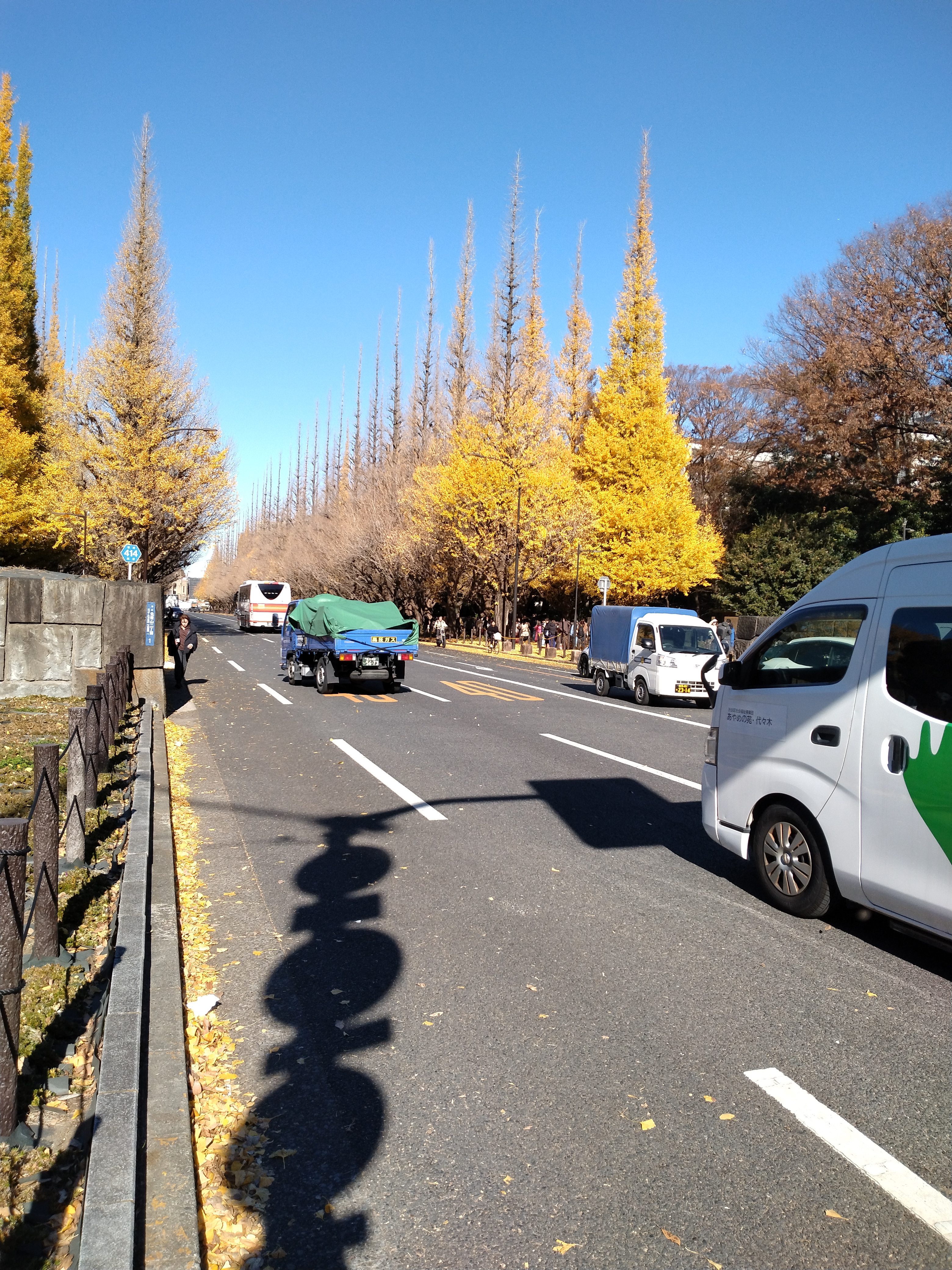 古い石段と大きな樹木が写っています。