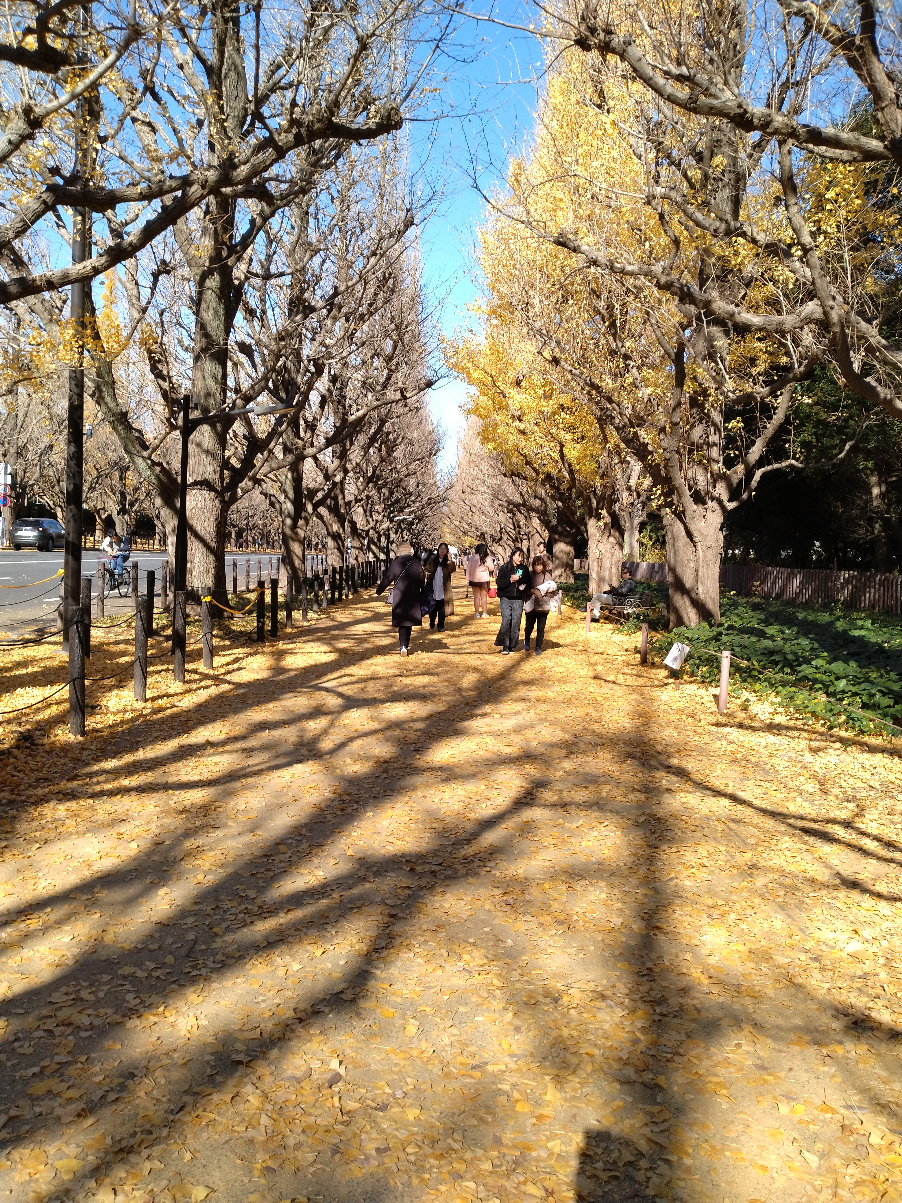 石段と木々が写る遊歩道です。