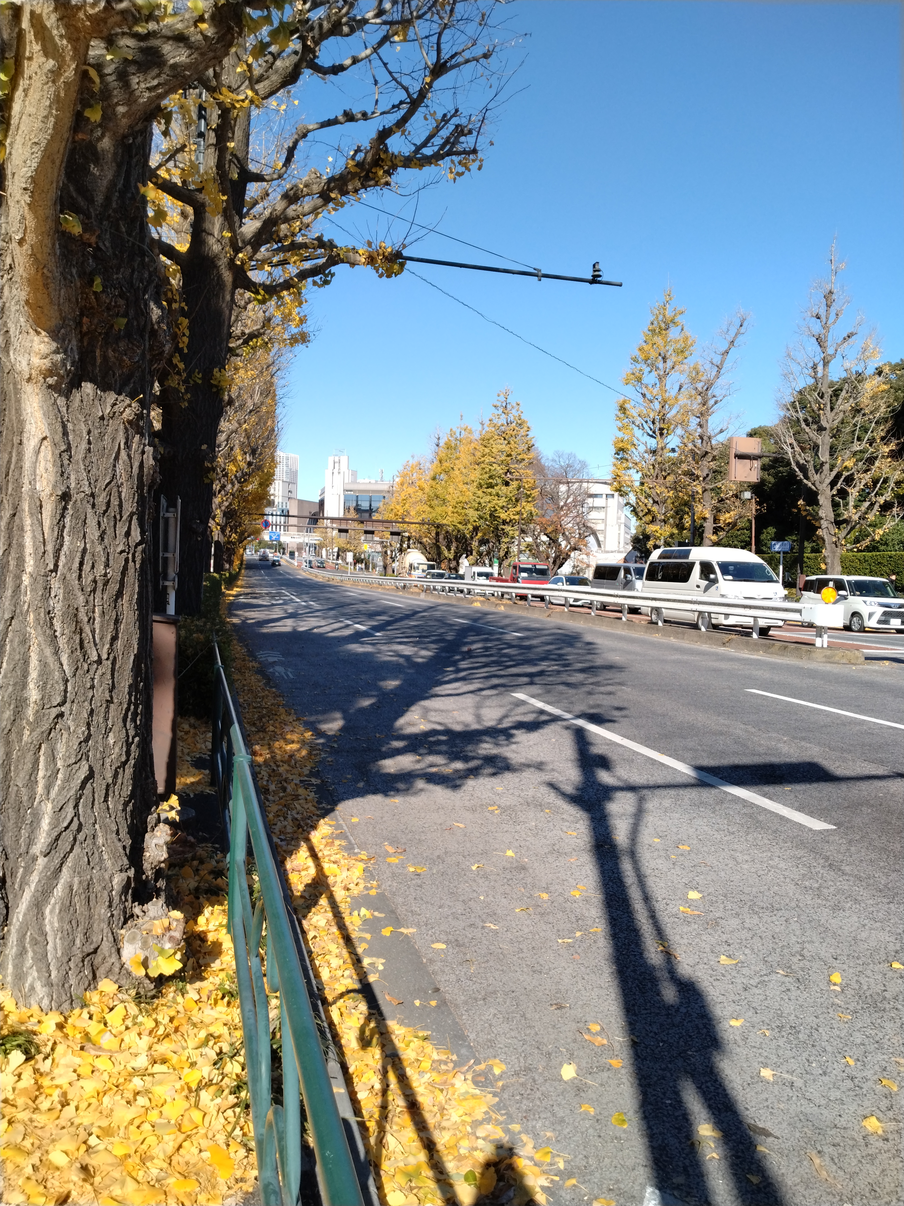 都市部の歩道と植栽帯が写る風景です。