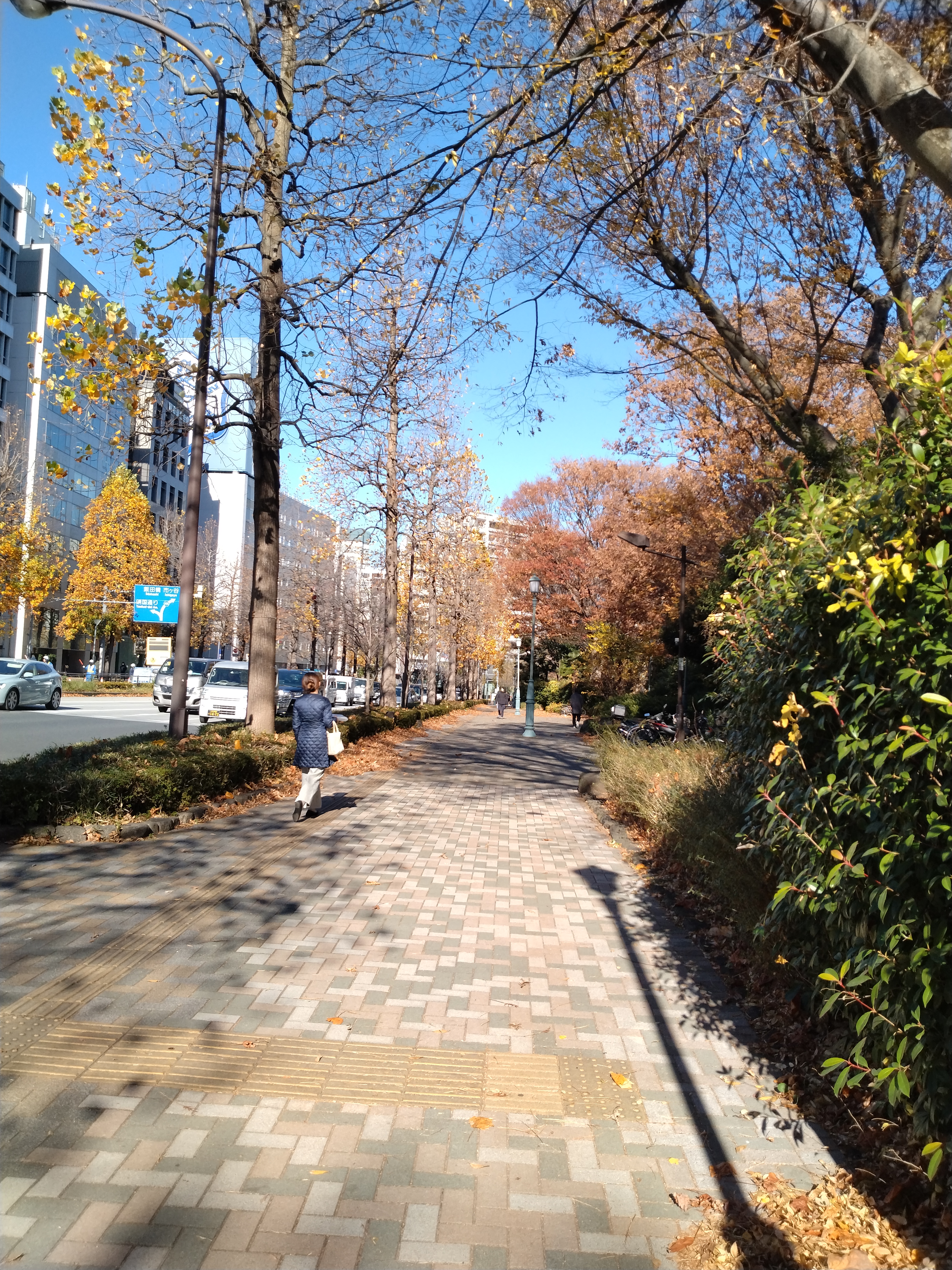 歩道沿いに街路樹が続く景観です。
