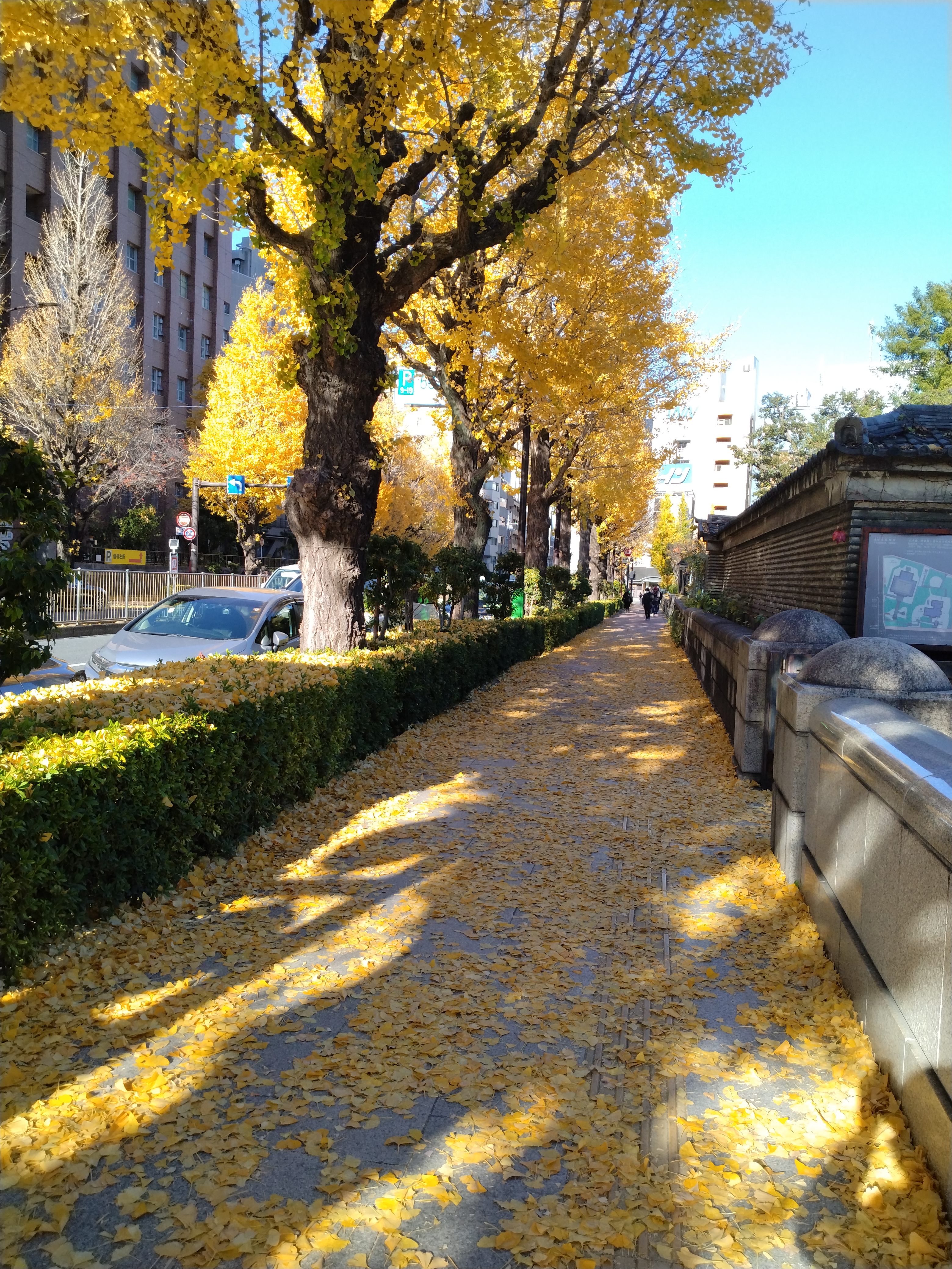 池のそばにある木々が写っています。