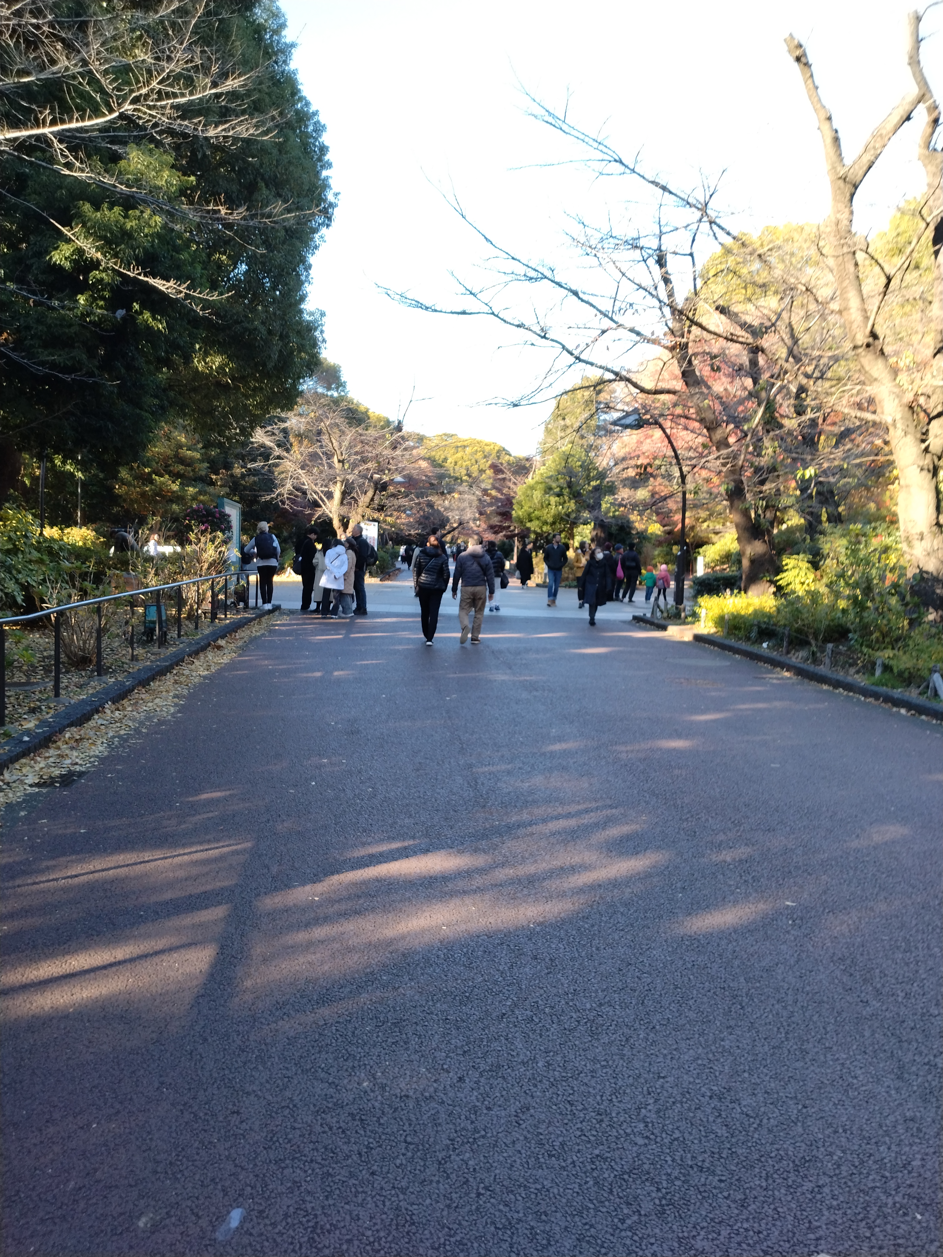 木々が続く参道風景です。