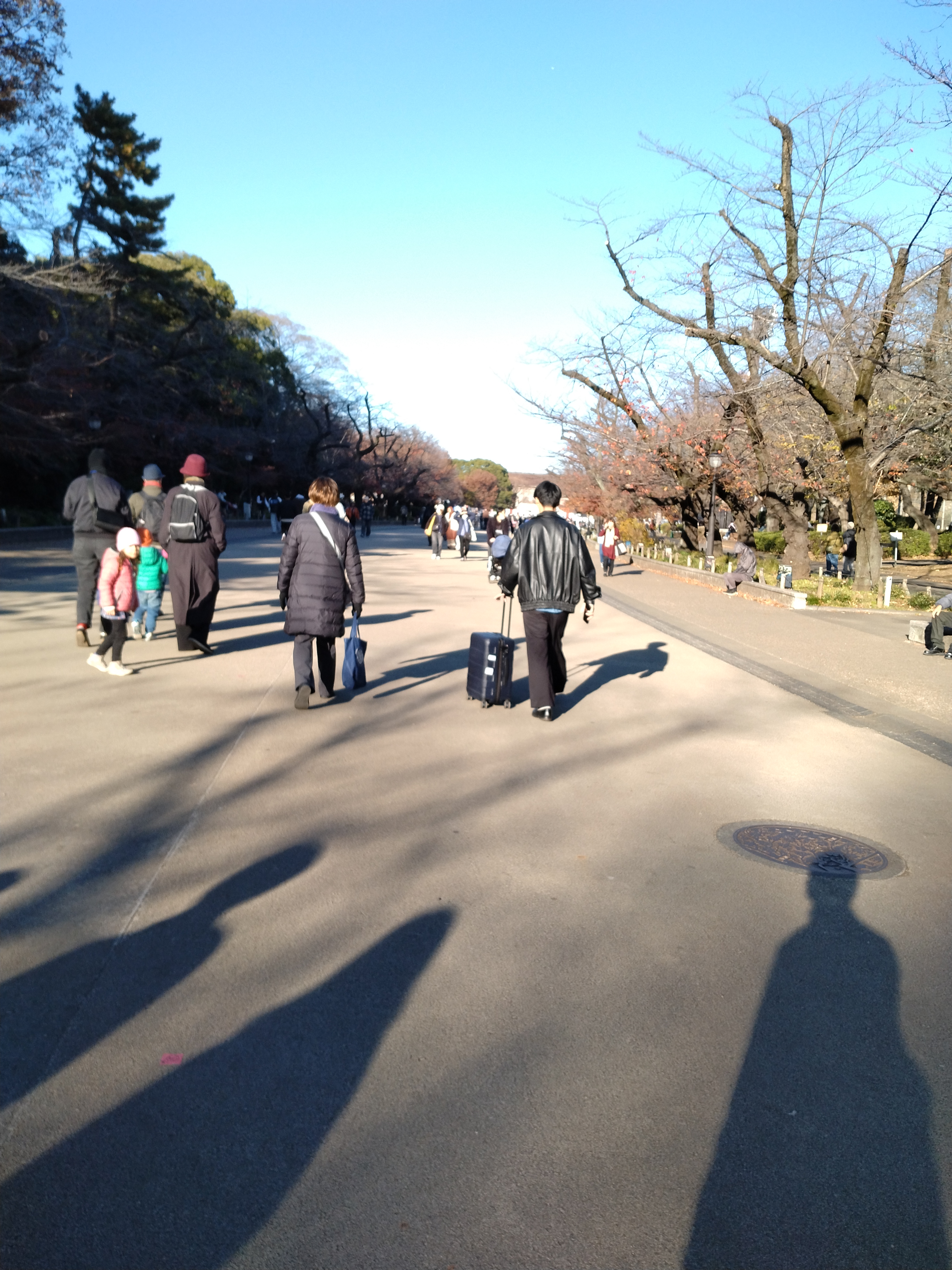上野公園の大木と青空が広がる景観です。