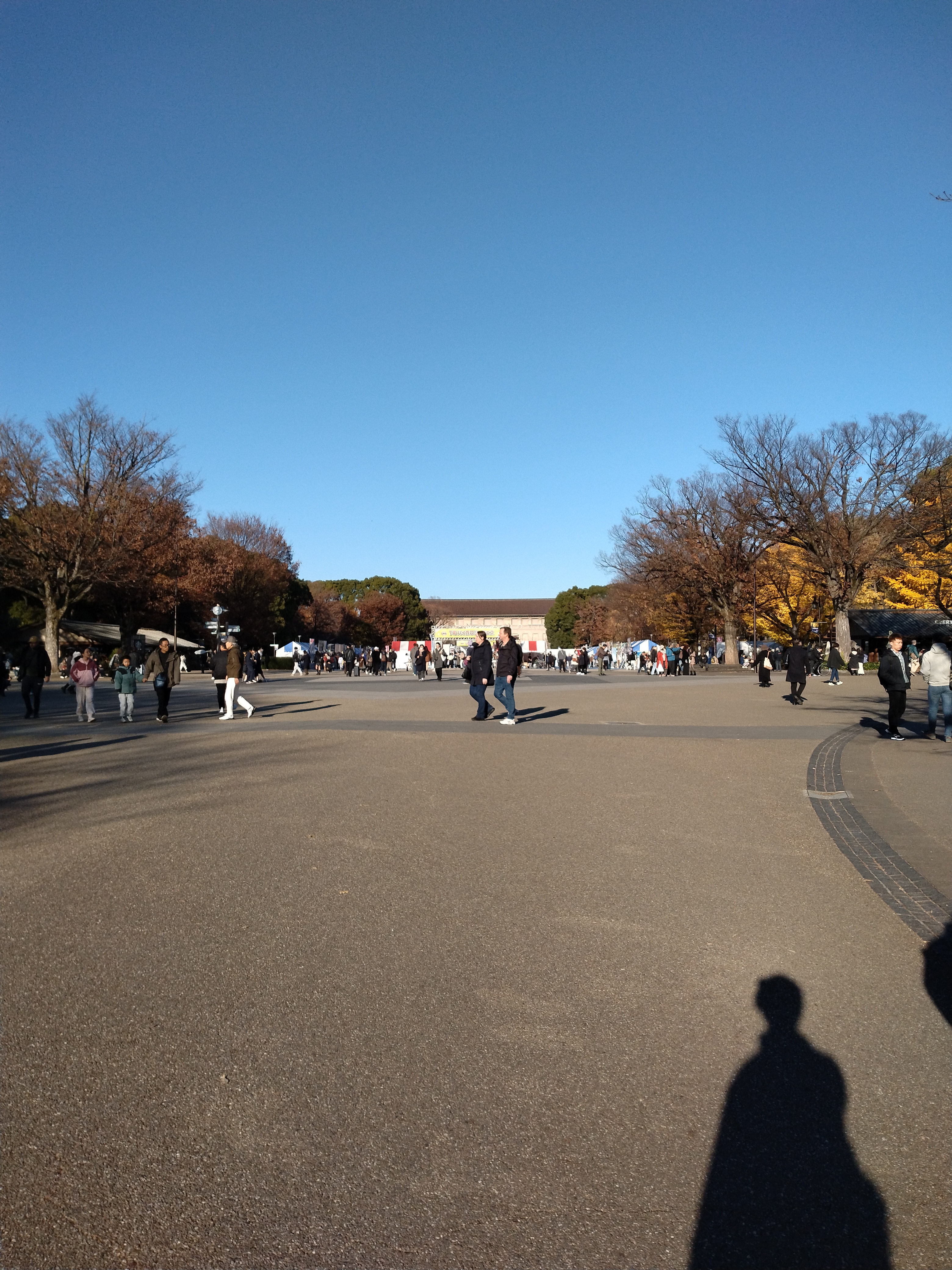 上野公園の黄金色に色づいた銀杏並木です。