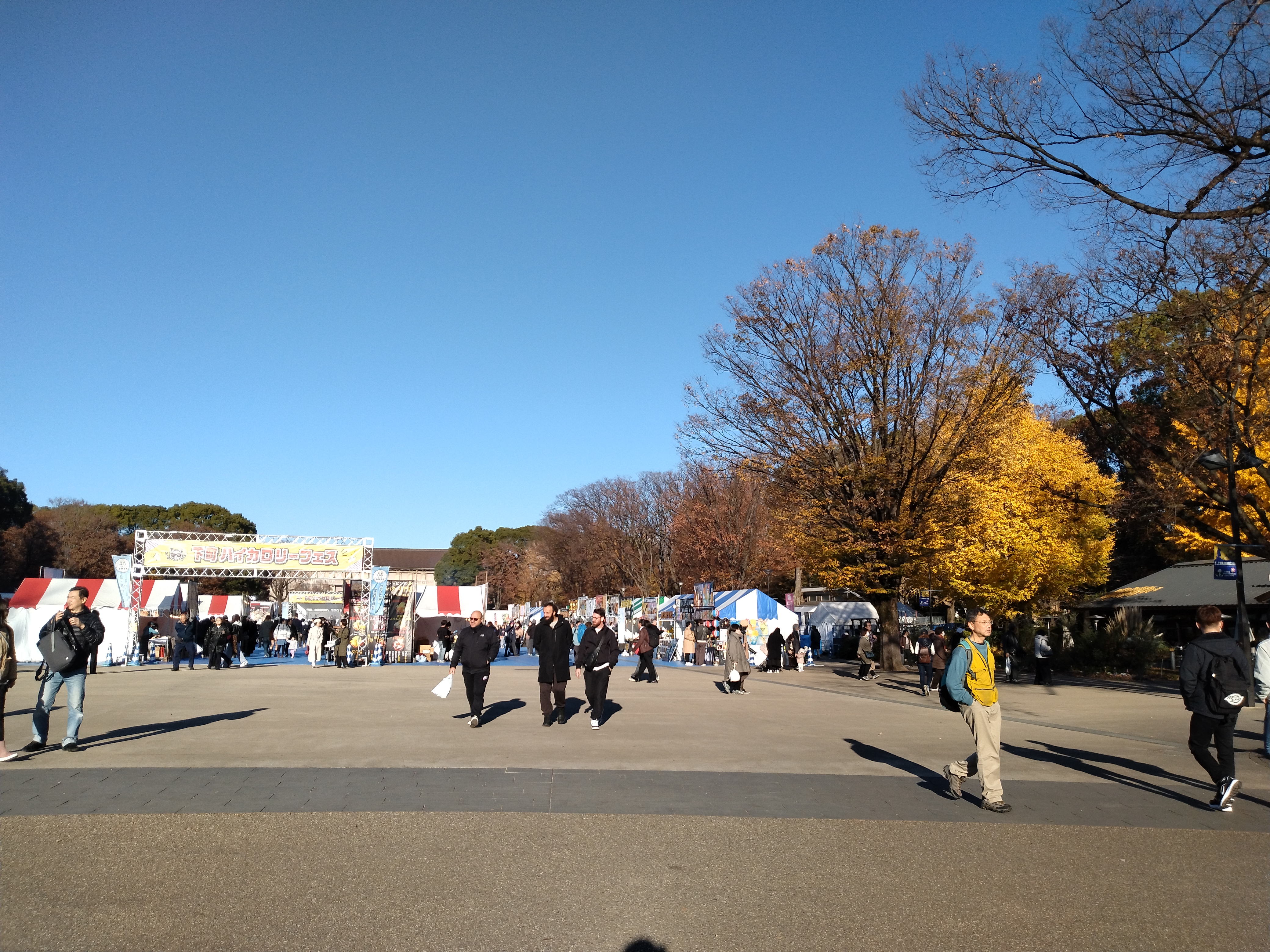 上野公園の紅葉が広がる明るい木立です。