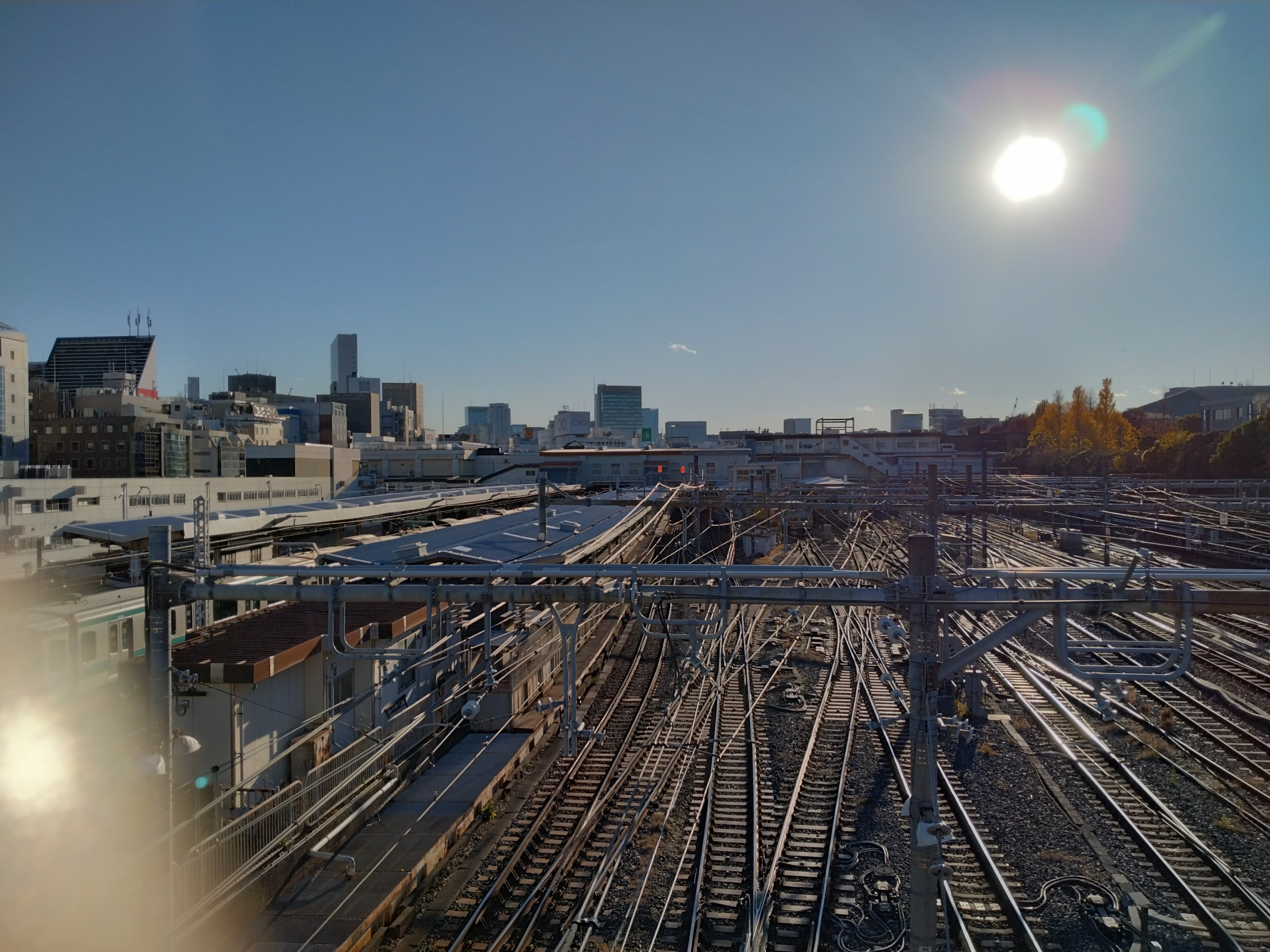 上野恩賜公園の色づいた銀杏です。
