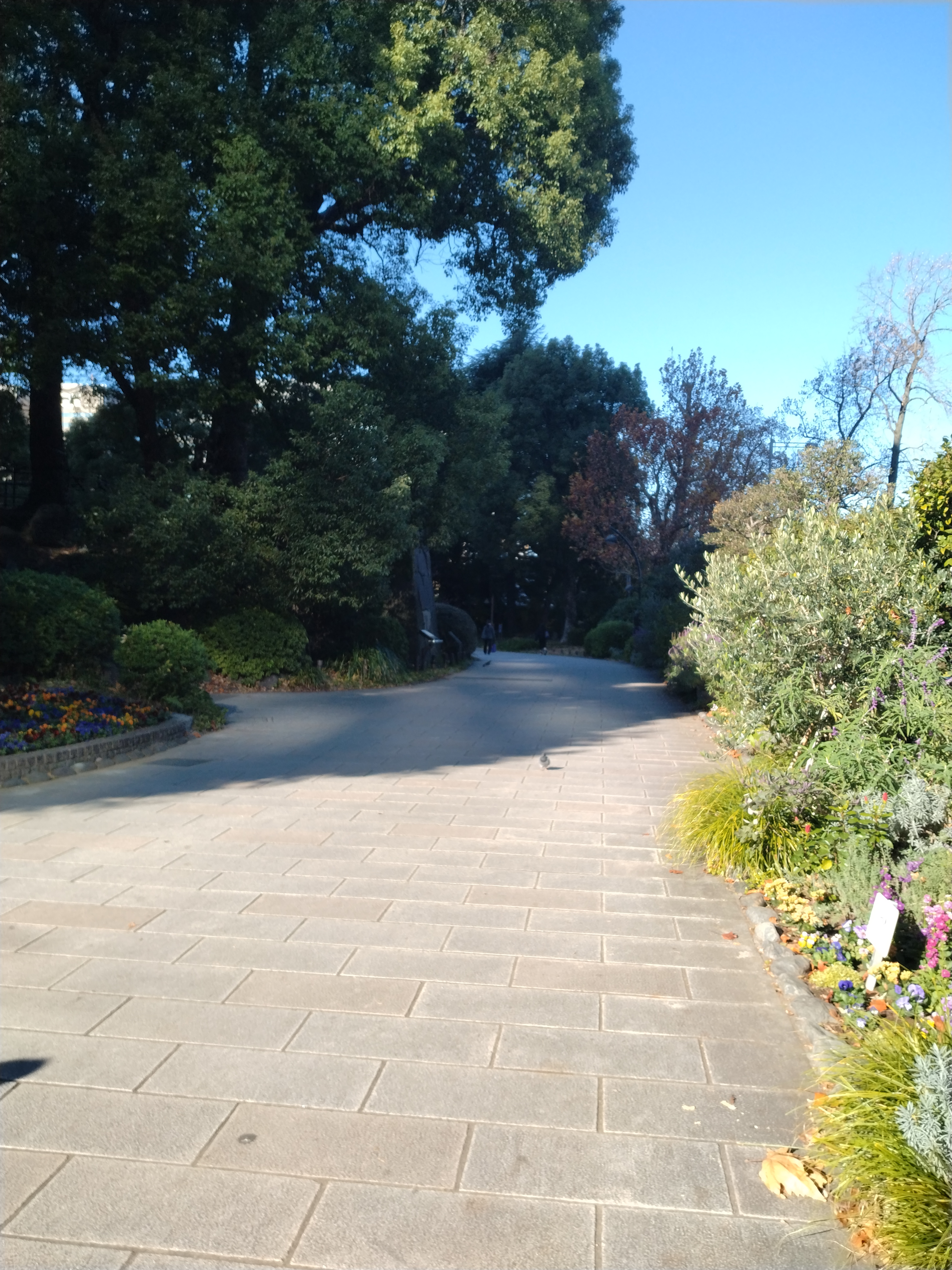 舗装された園路に木漏れ日が差し込んでいます。