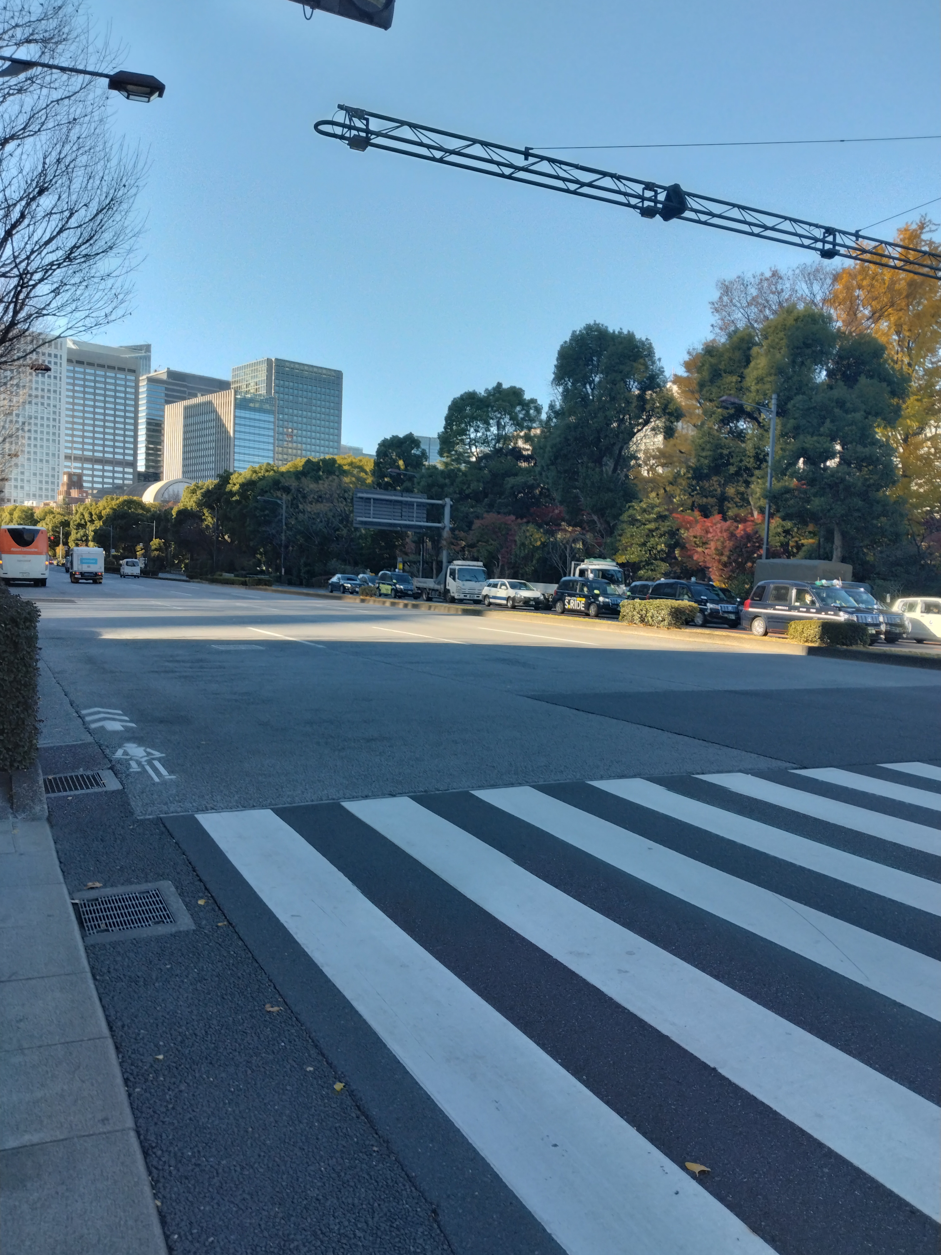 黄葉したイチョウ並木が続く美しい歩道です。