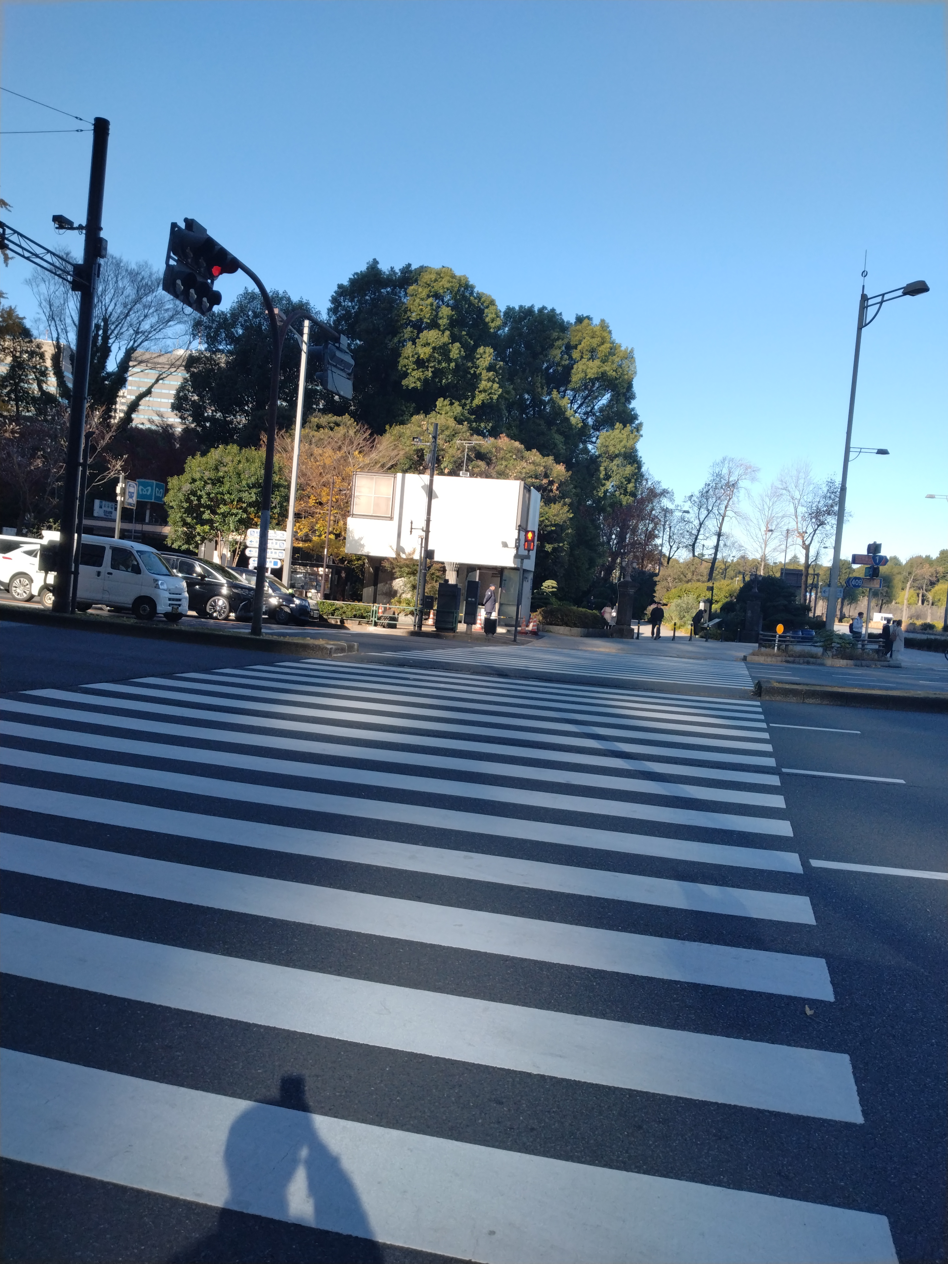 まっすぐ伸びる並木道が写っています。