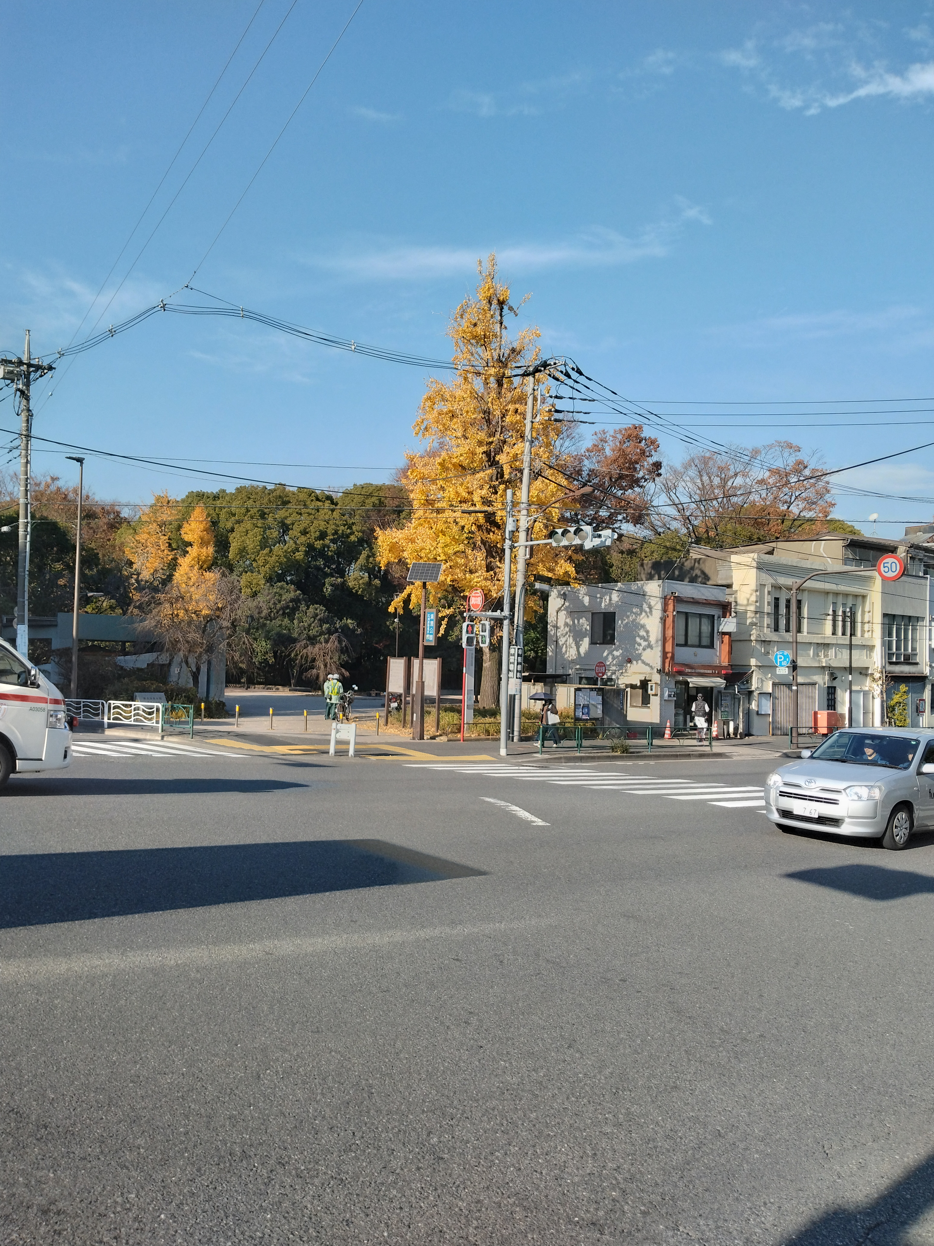 清住庭園の銀杏並木の街路