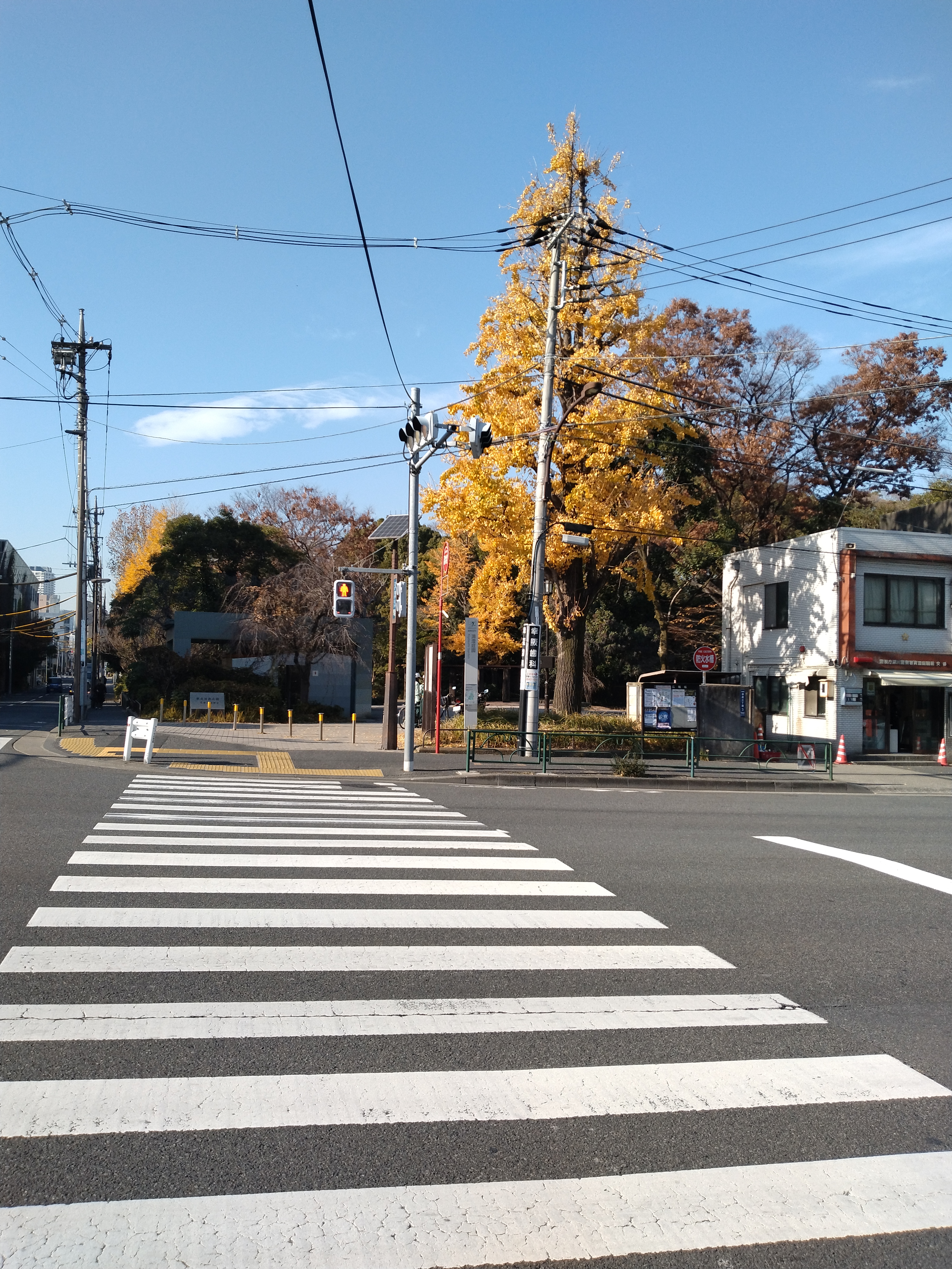 銀杏が連なる街路