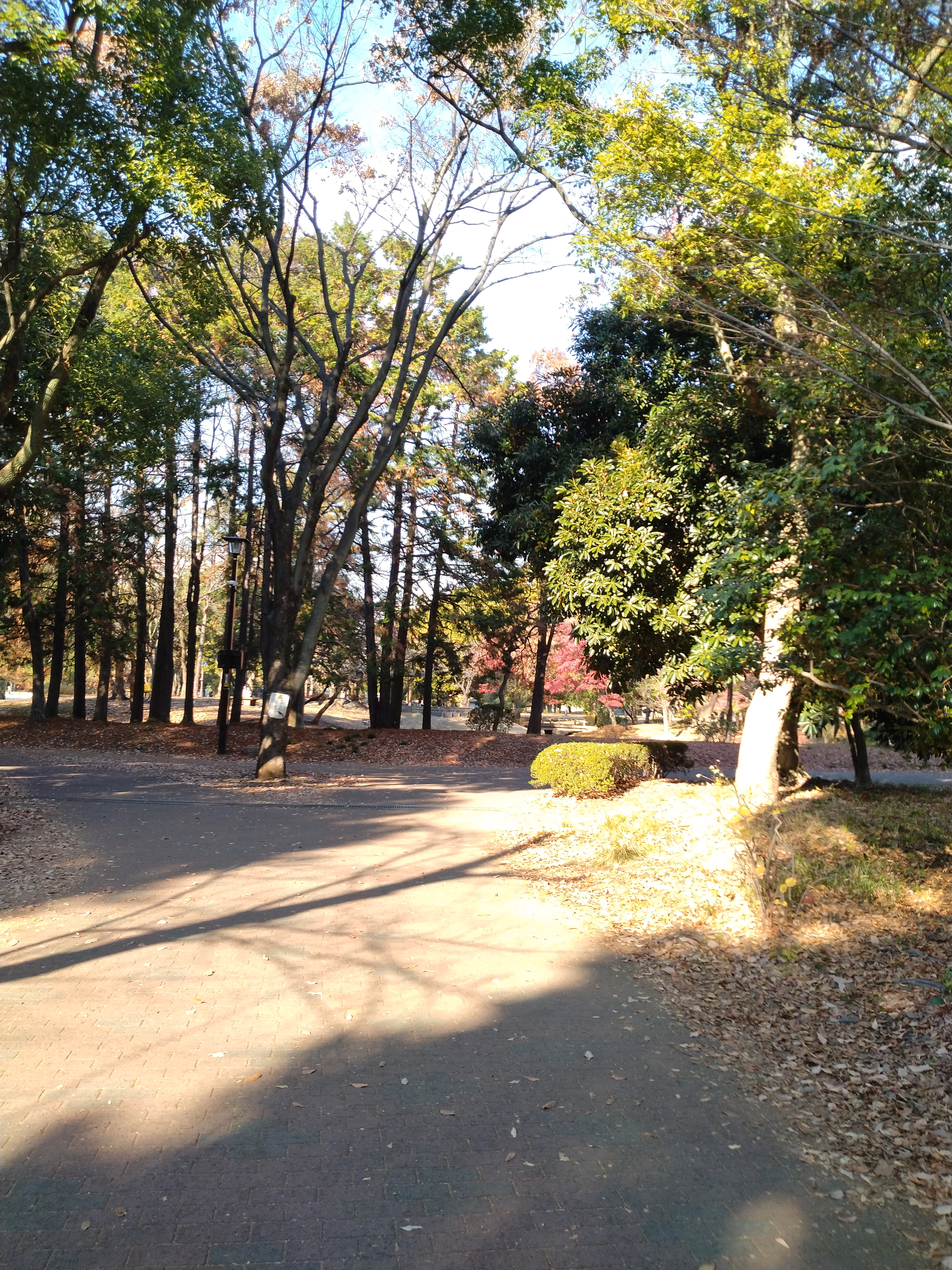 木々が多い公園風景