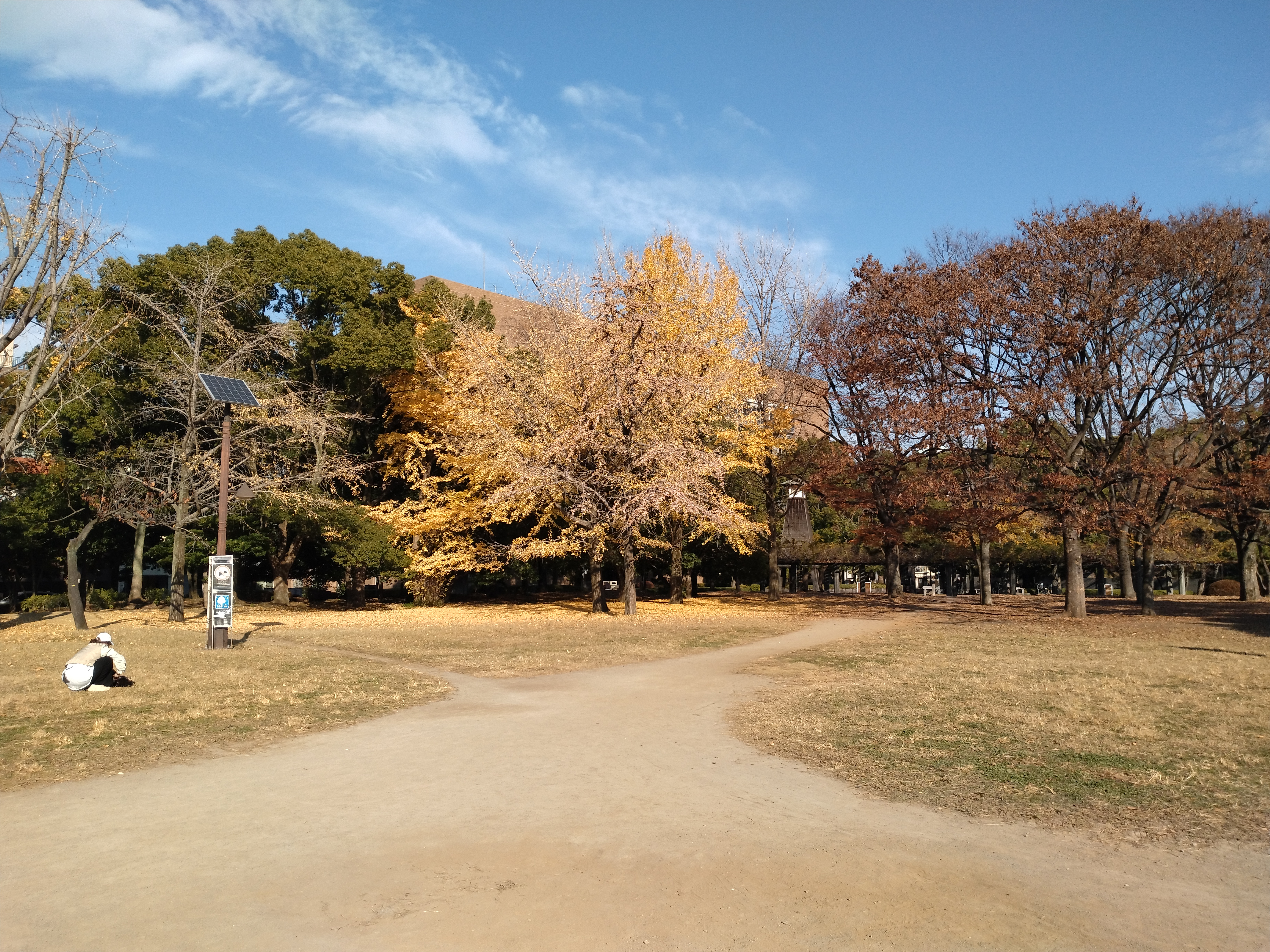 開けた公園の芝生エリア