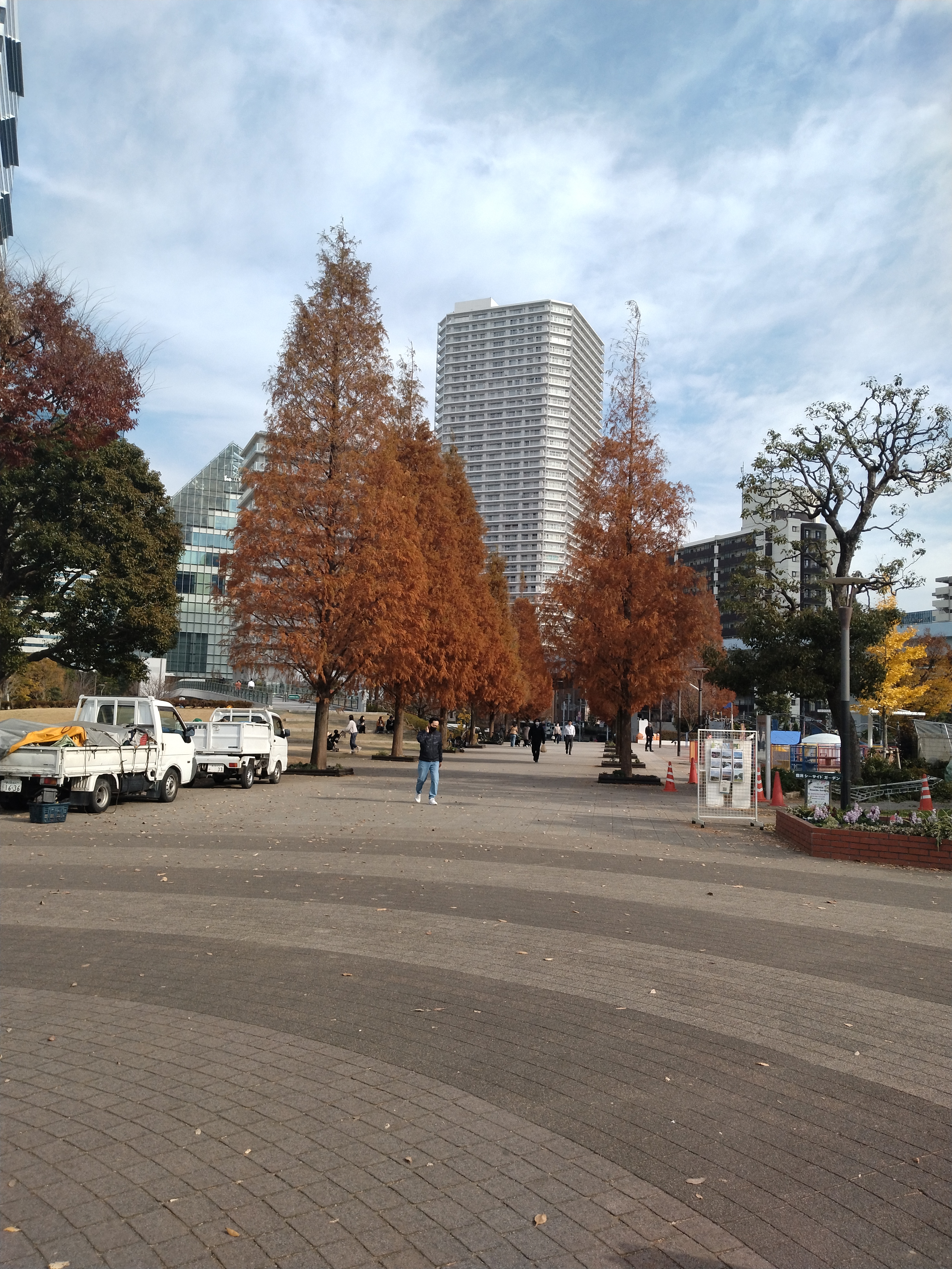 秋色の公園の並木